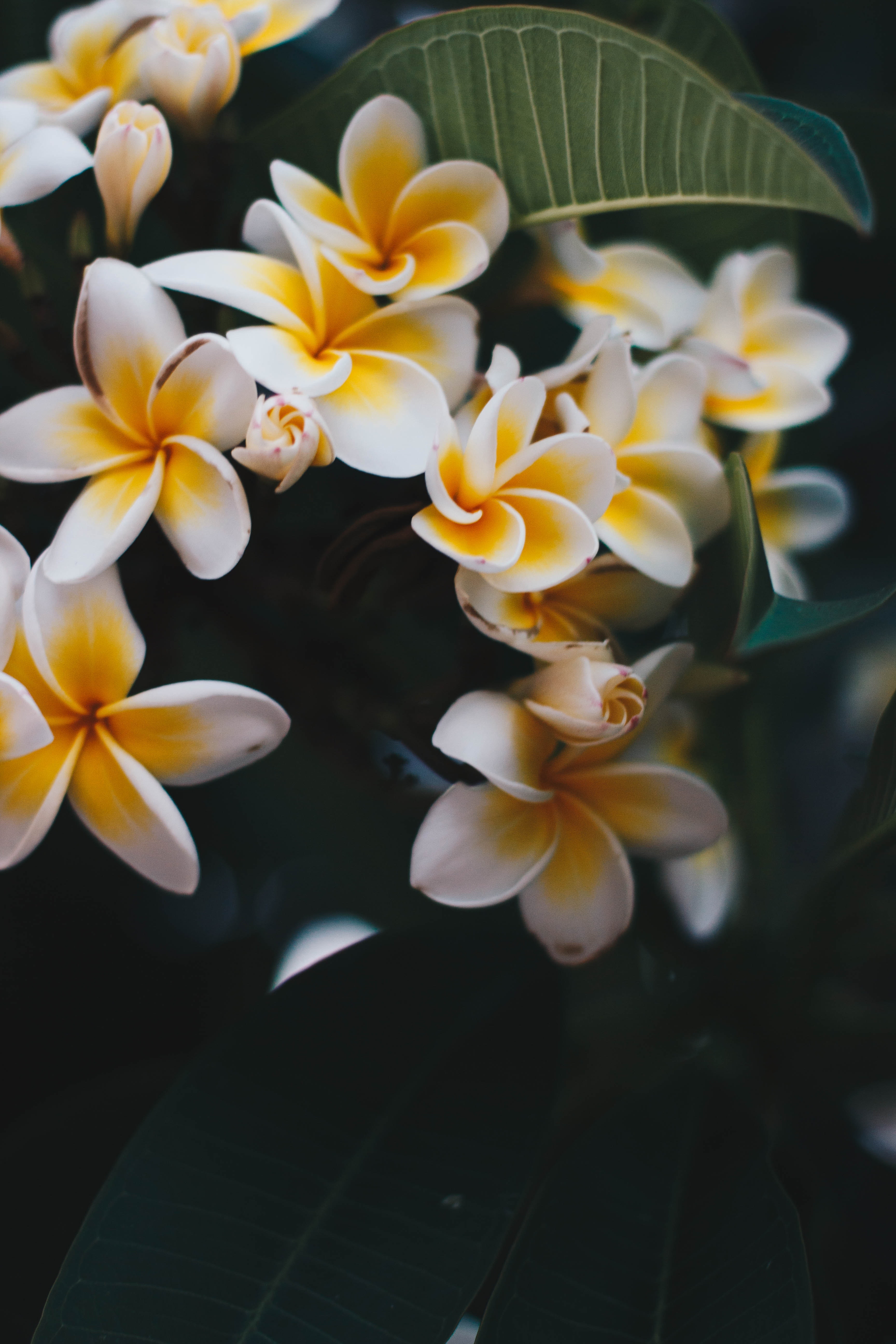 Plumeria Wallpapers