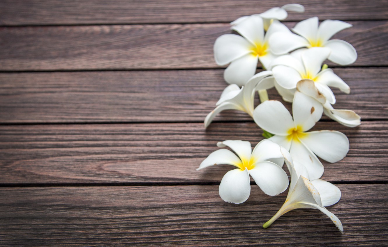 Plumeria Wallpapers