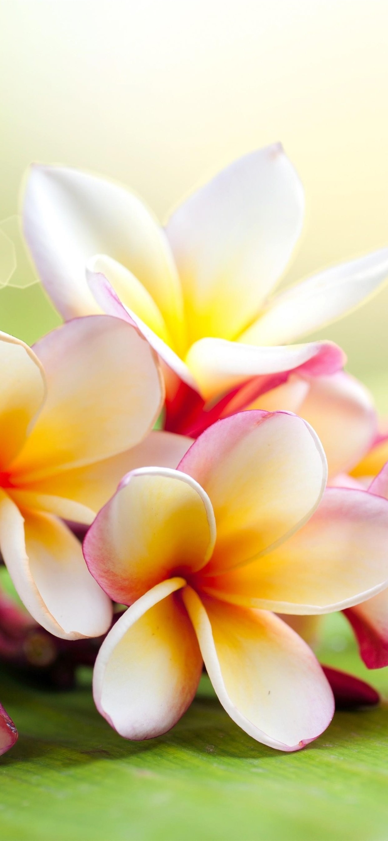 Plumeria Wallpapers