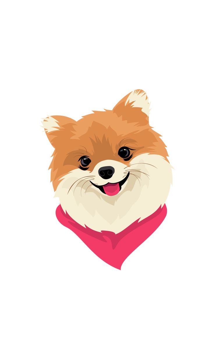 Pomeranian Wall Paper Wallpapers