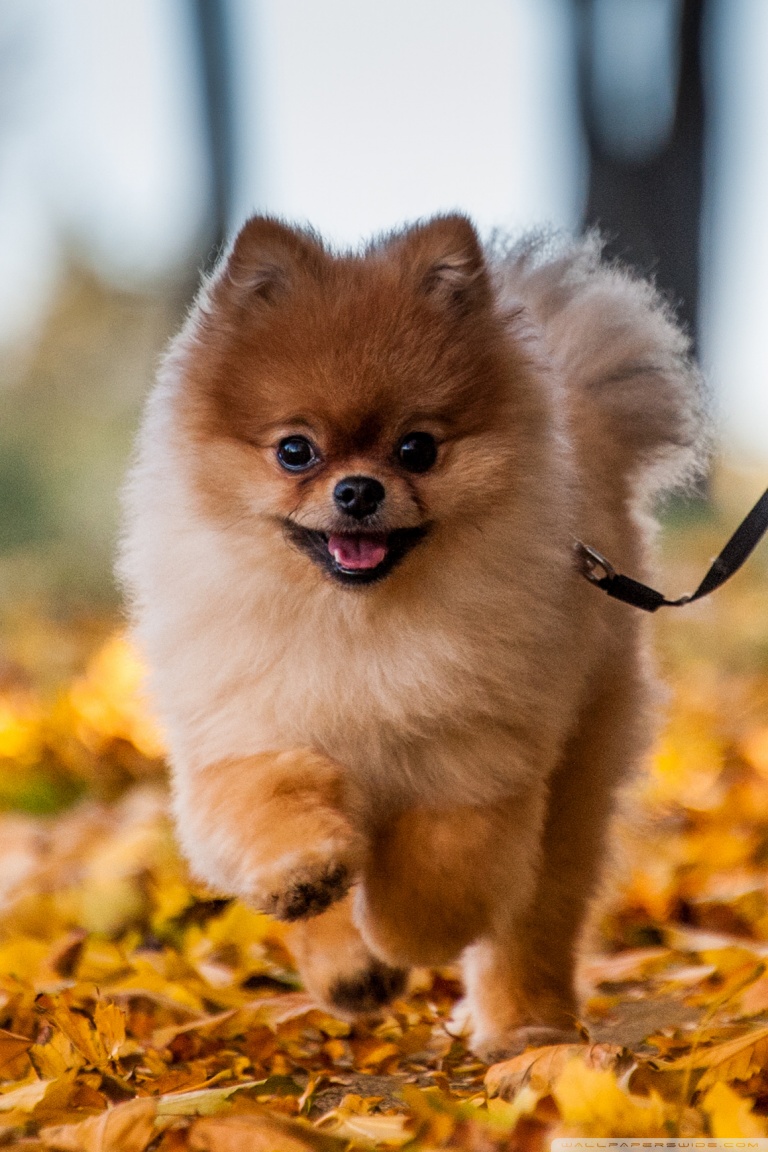 Pomeranian Wall Paper Wallpapers