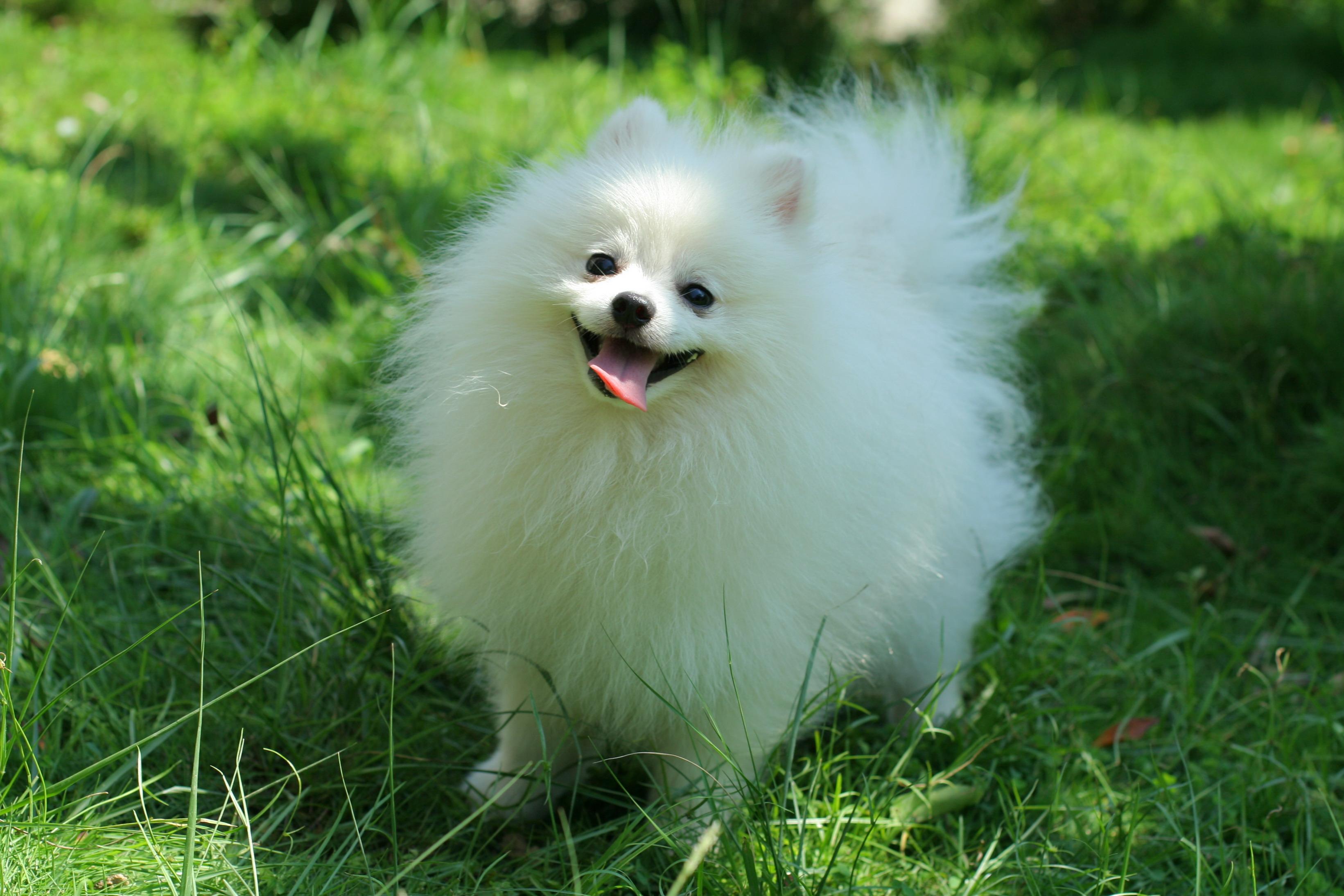 Pomeranian Wall Paper Wallpapers