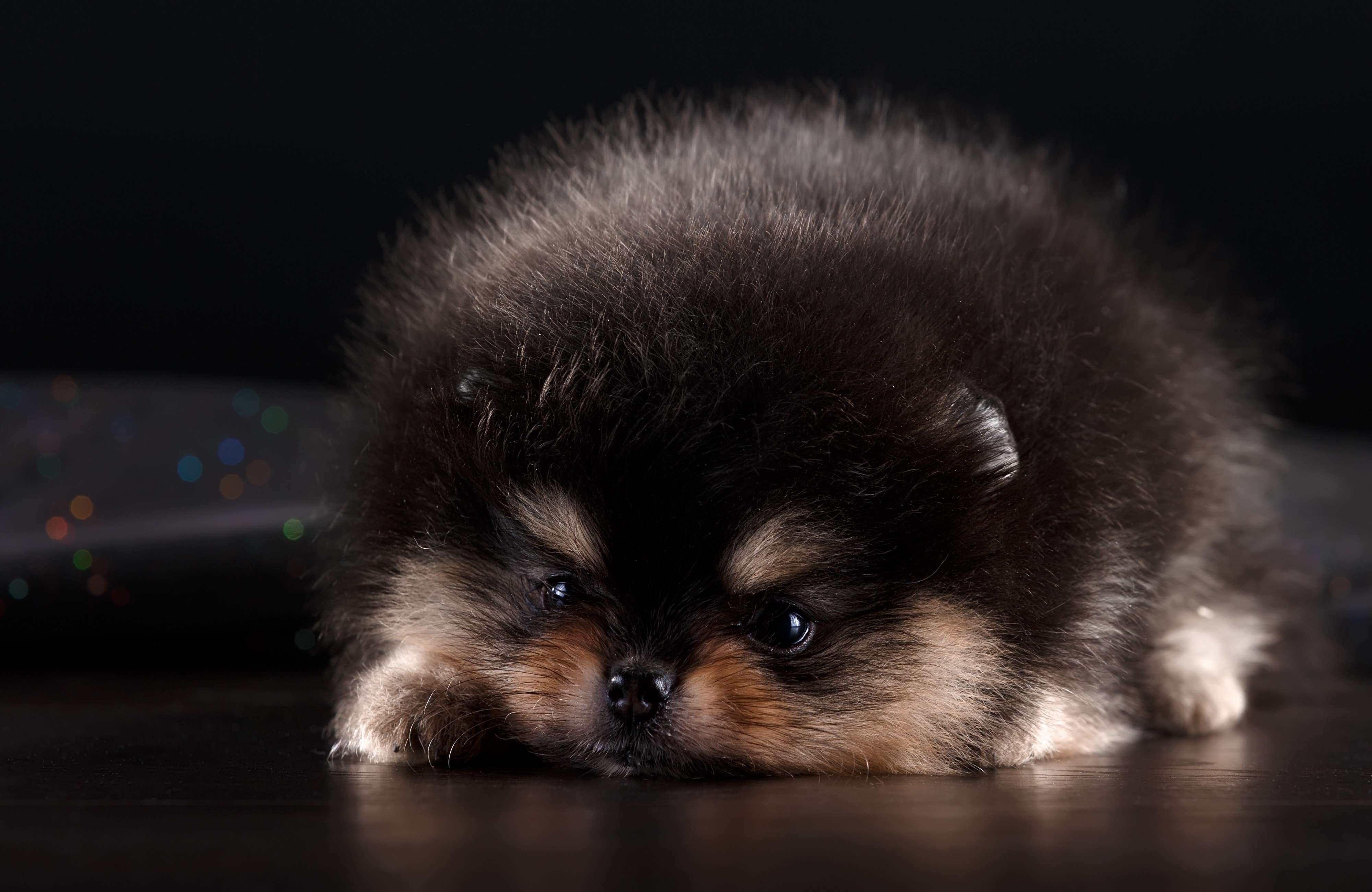 Pomeranian Wall Paper Wallpapers