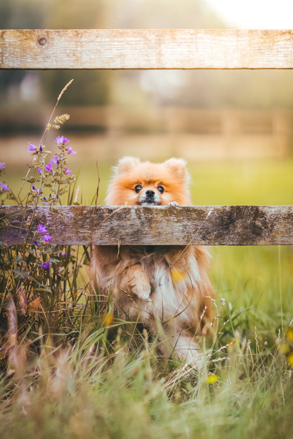 Pomeranian Wall Paper Wallpapers