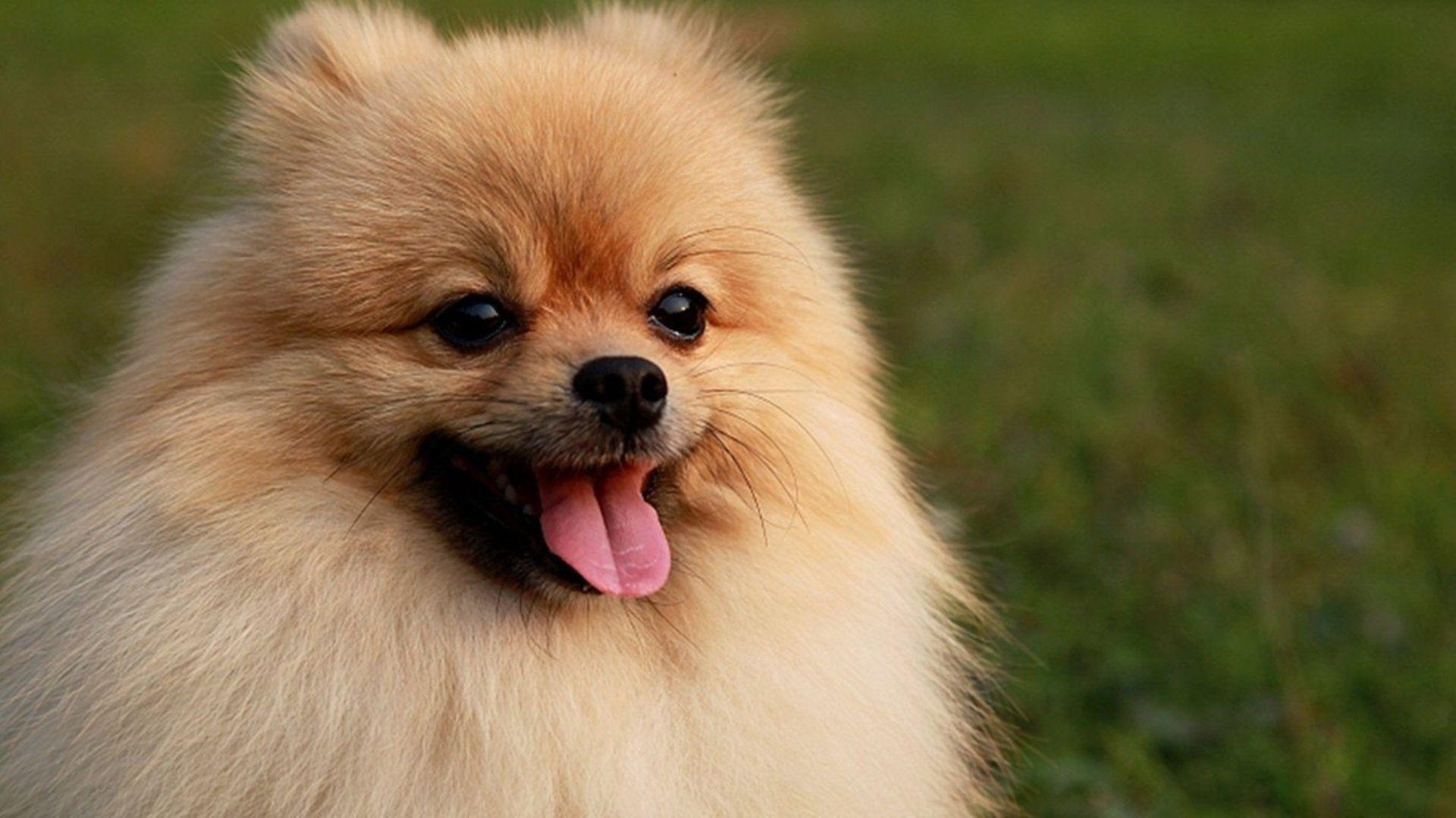 Pomeranian Wall Paper Wallpapers