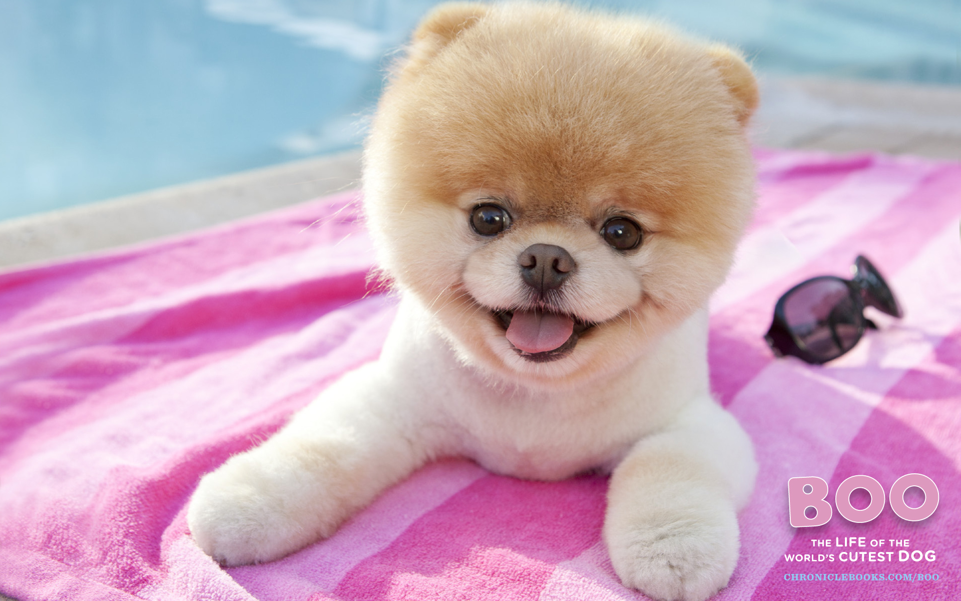 Pomeranian Wall Paper Wallpapers