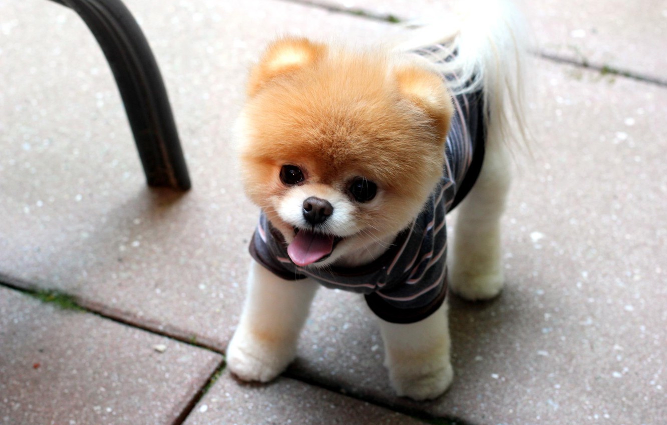 Pomeranian Wall Paper Wallpapers