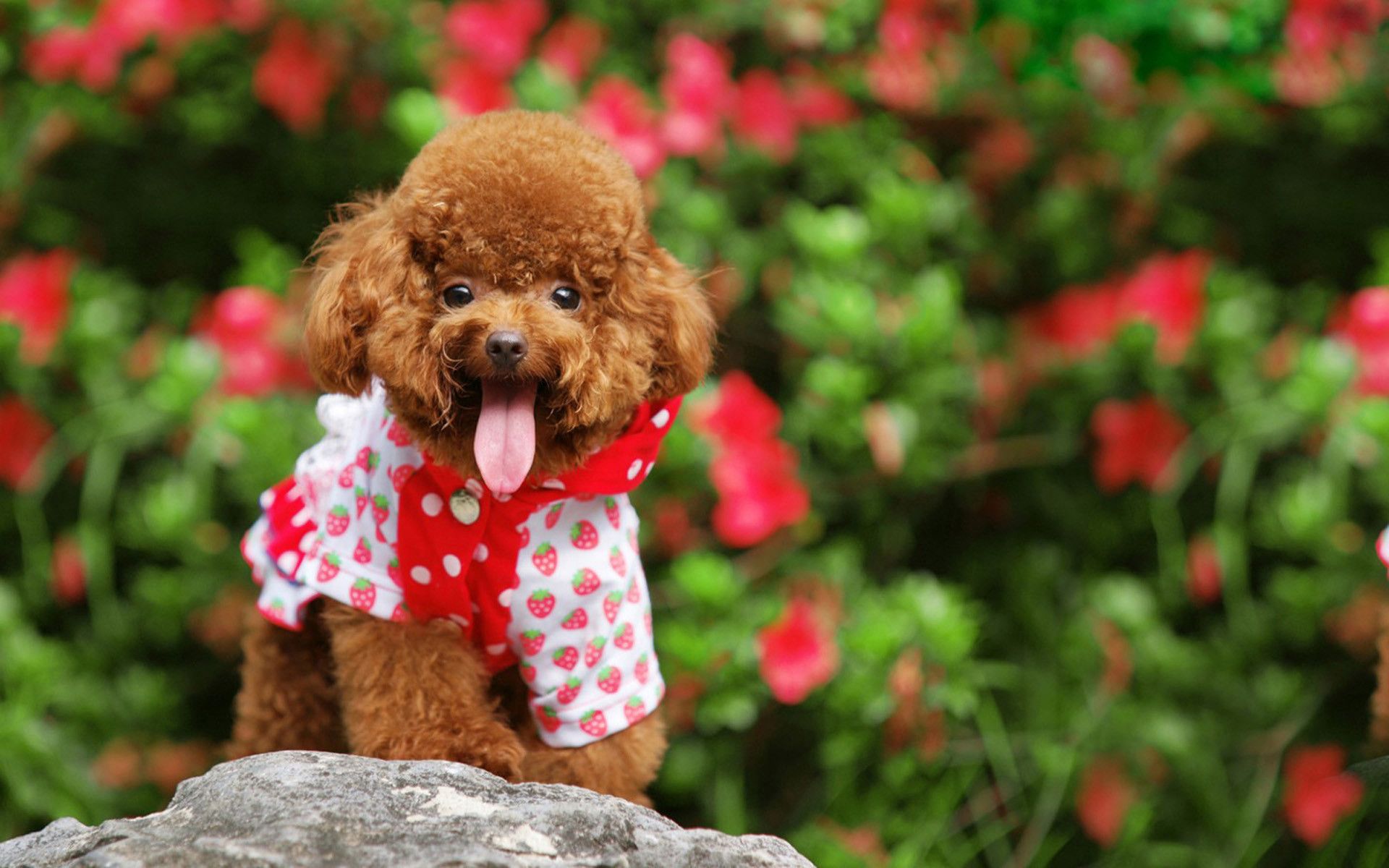 Poodle Wall Paper Wallpapers