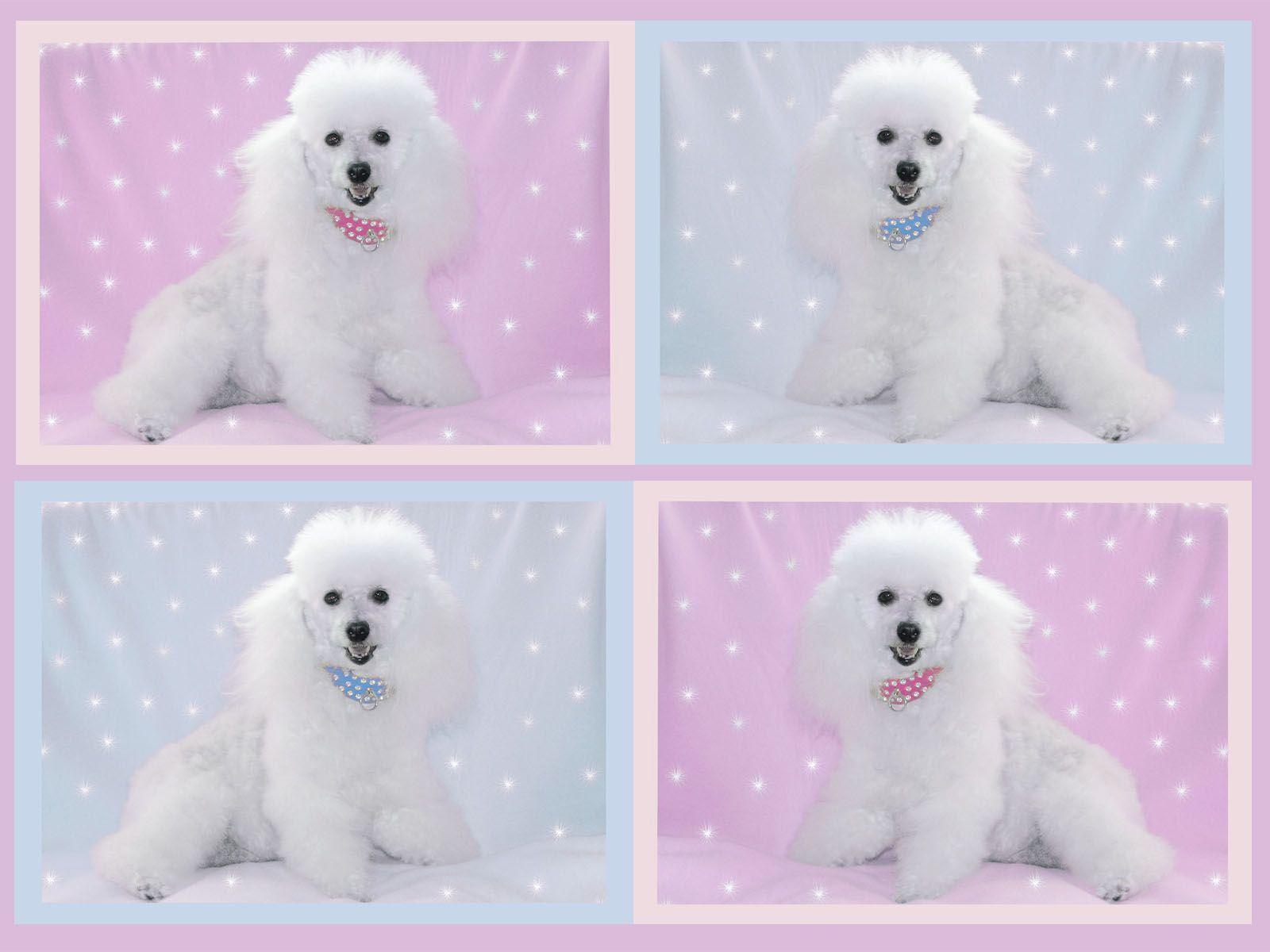 Poodle Wall Paper Wallpapers