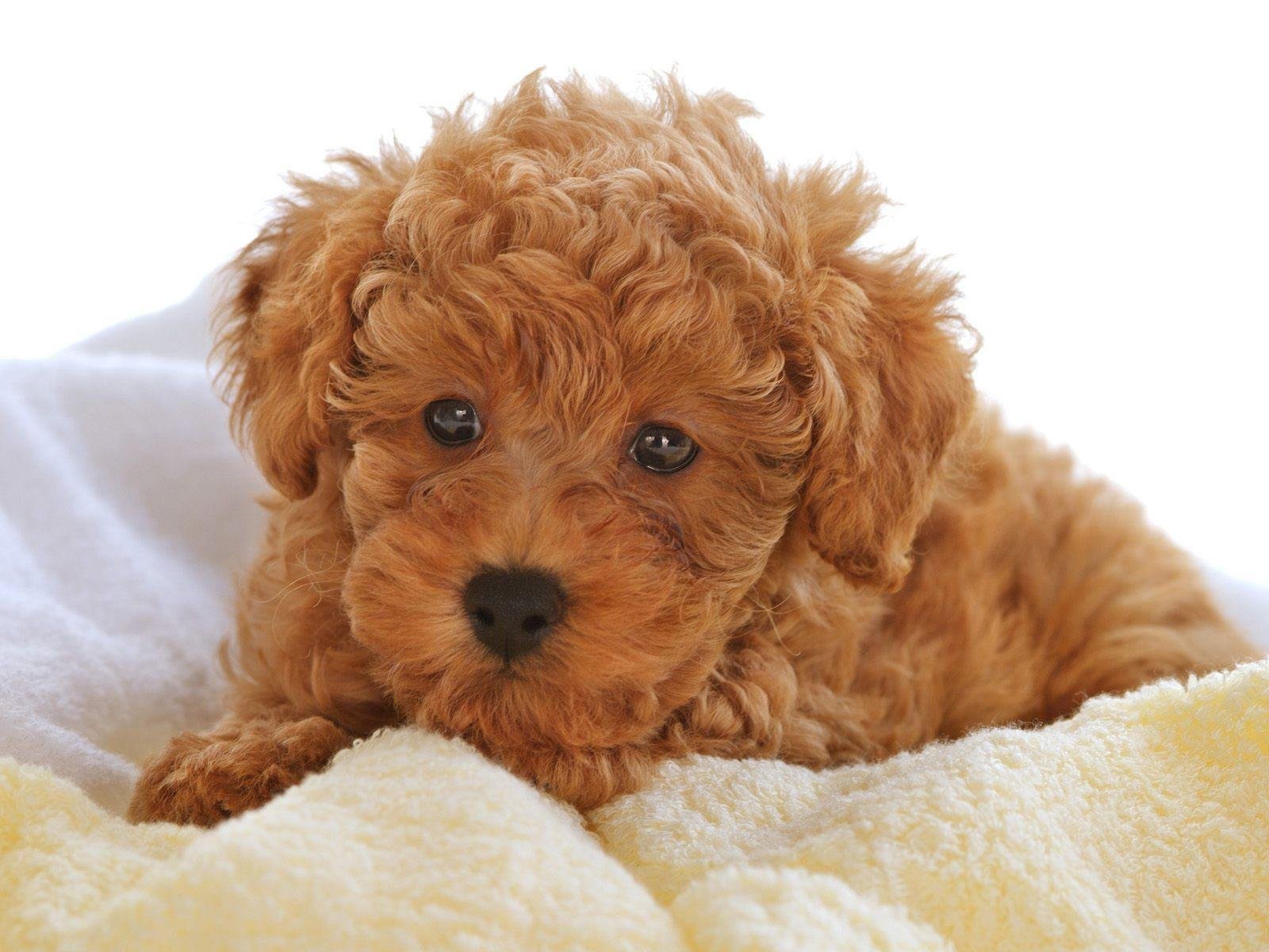 Poodle Wall Paper Wallpapers