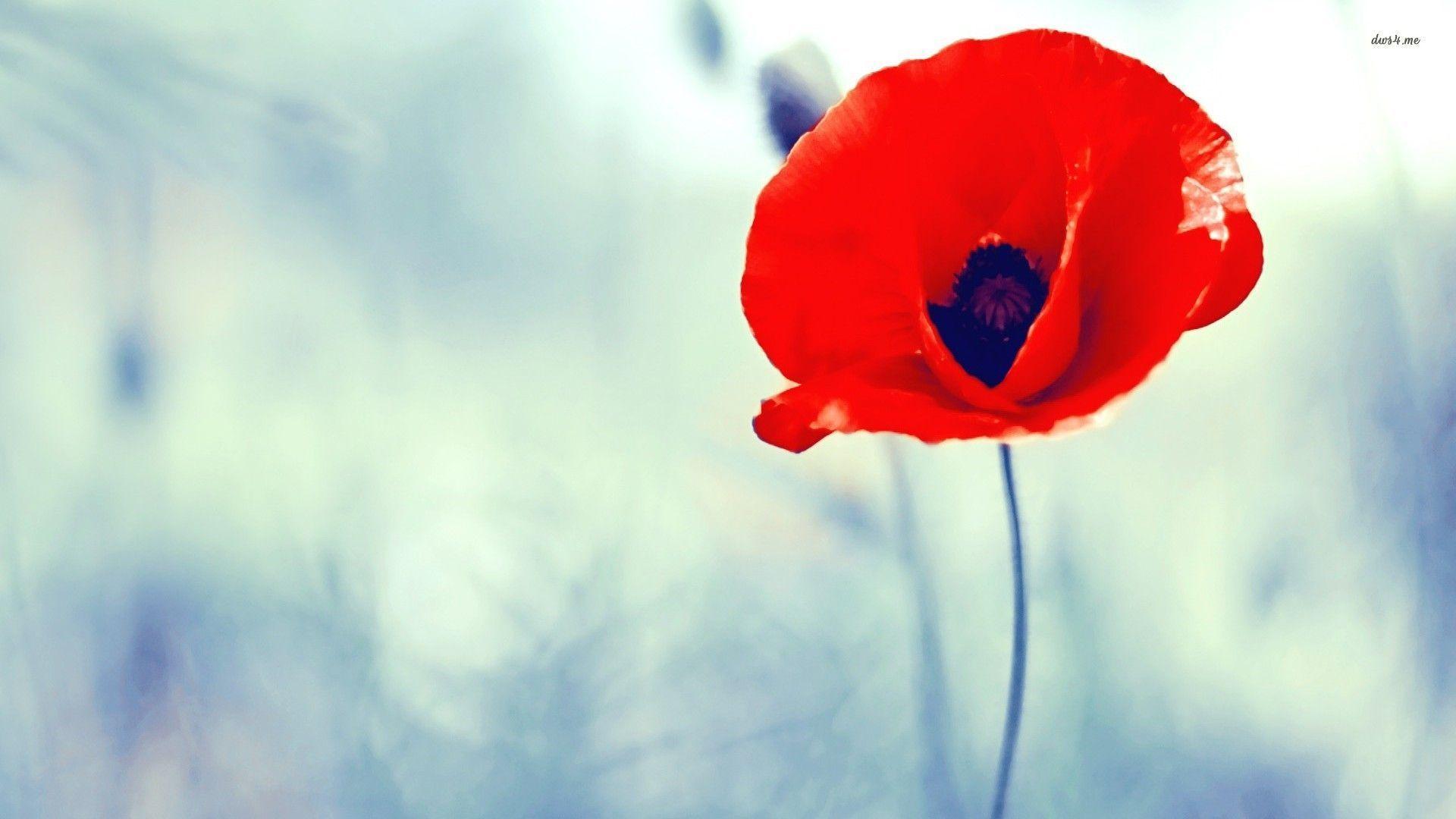 Poppy Flower Wallpapers