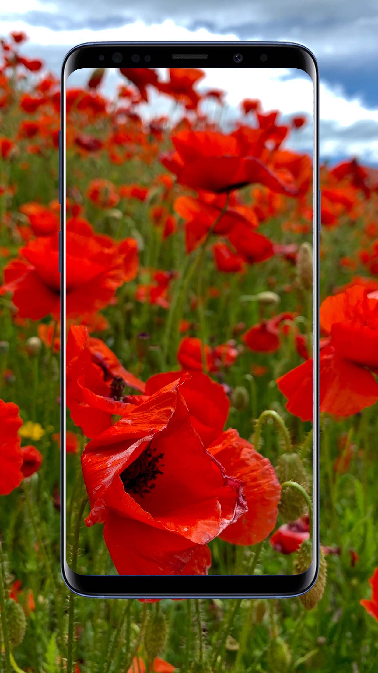 Poppy Flower Wallpapers