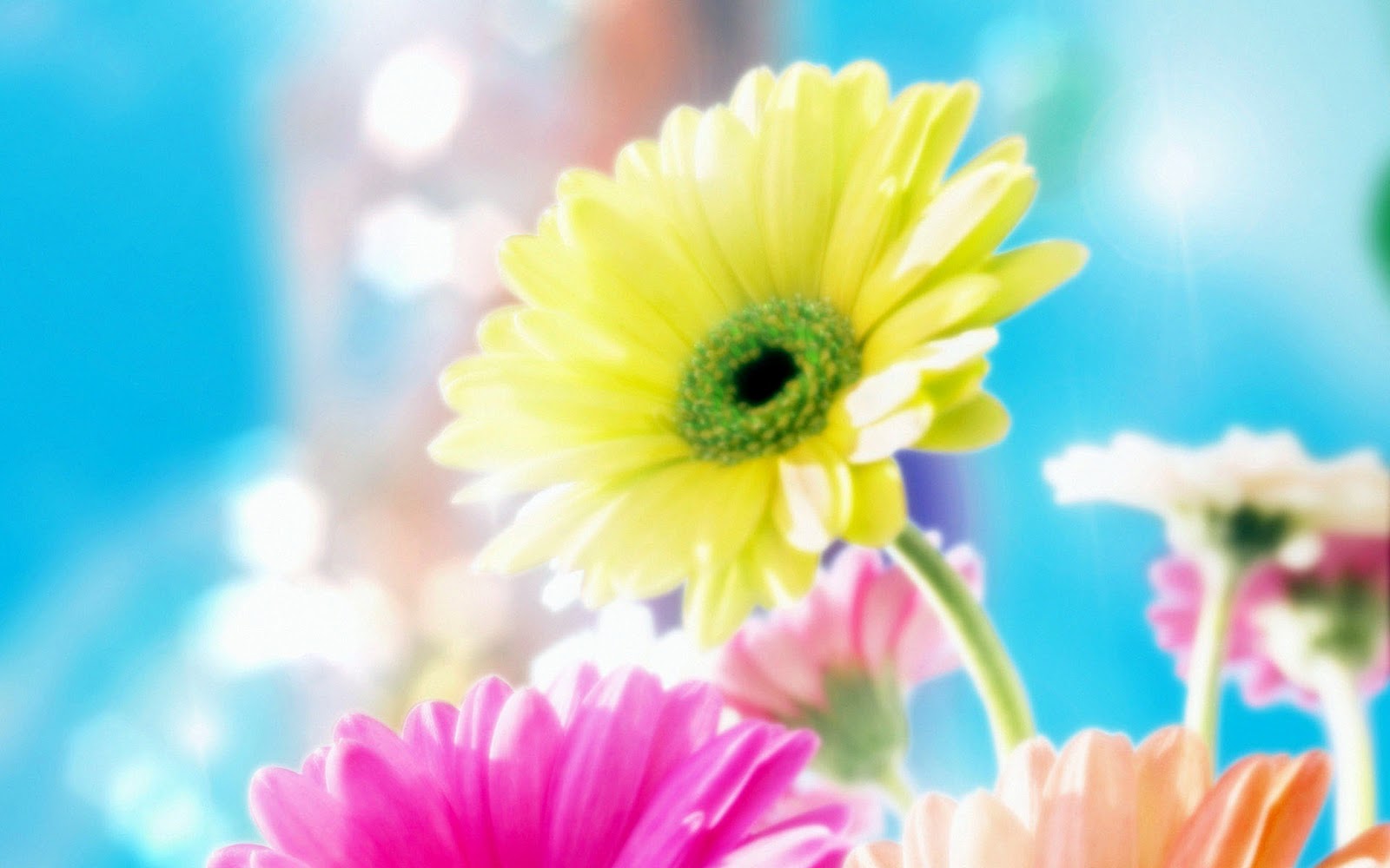 Pretty Flowers Wallpapers