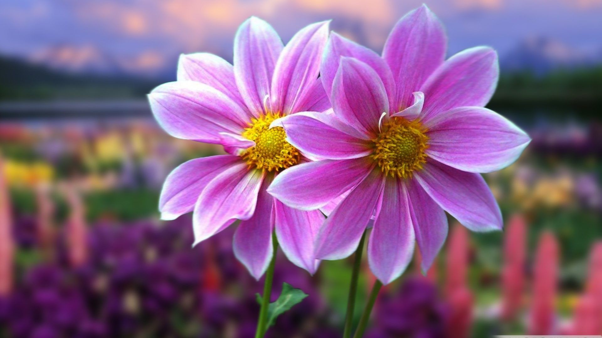 Pretty Flowers Wallpapers