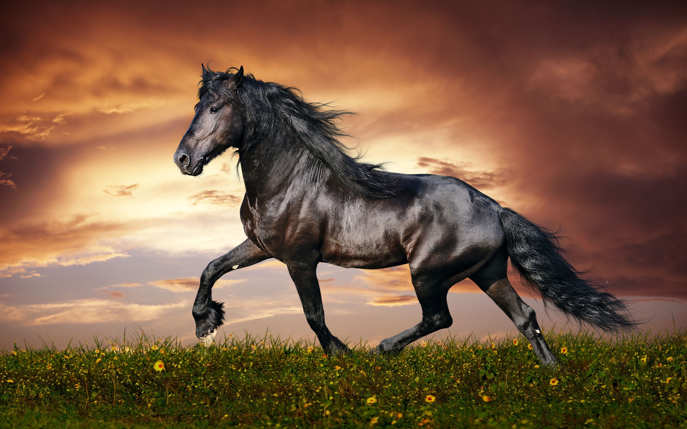 Pretty Horse Drawings Wallpapers