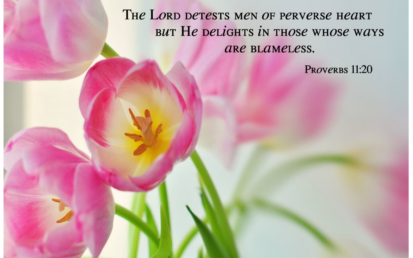 Proverbs Wallpapers