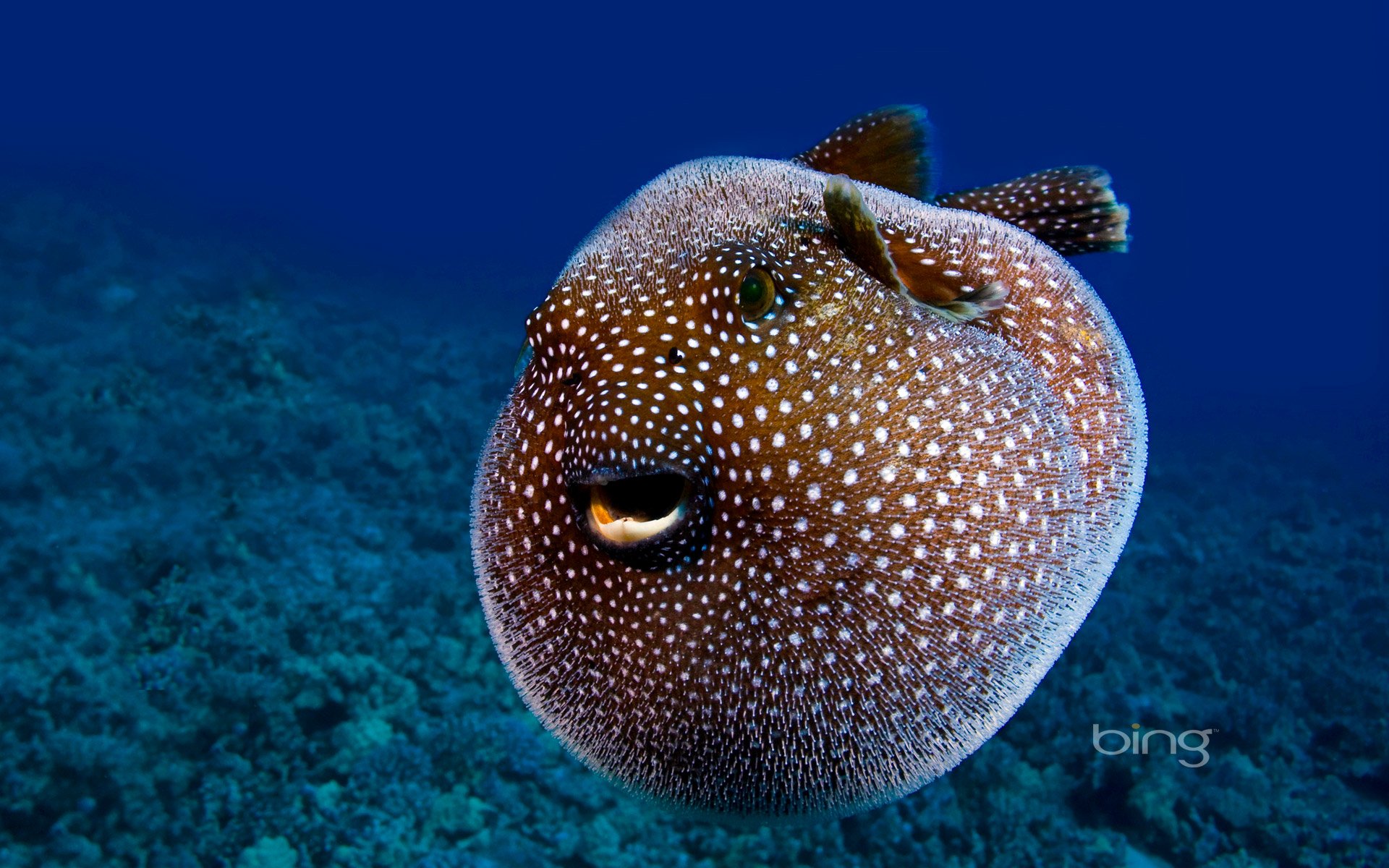 Puffer Fish Wallpapers