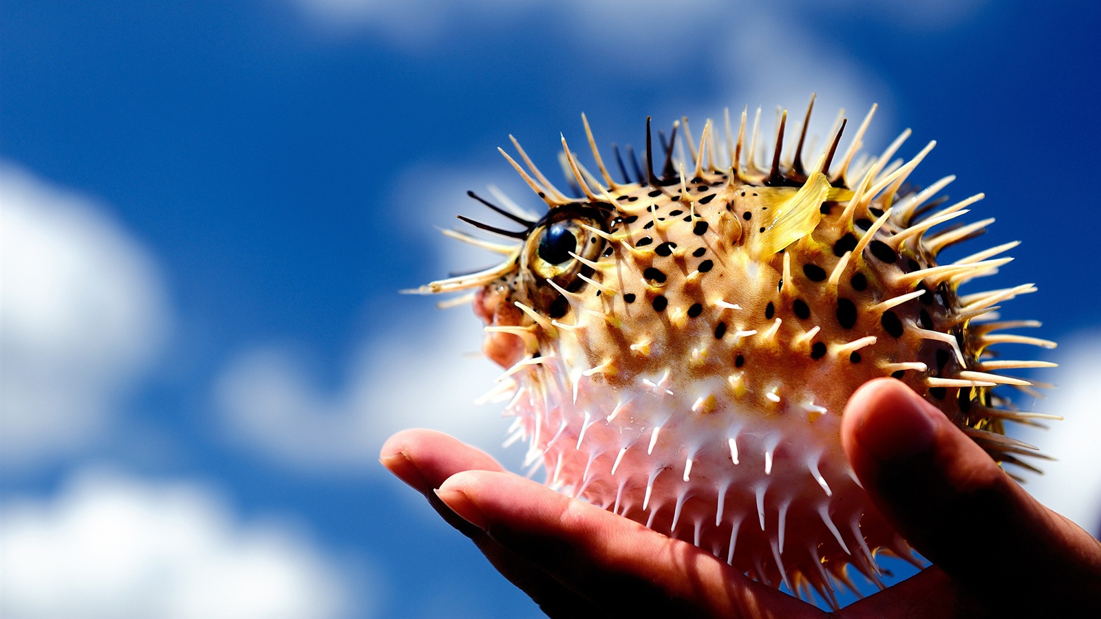 Puffer Fish Wallpapers