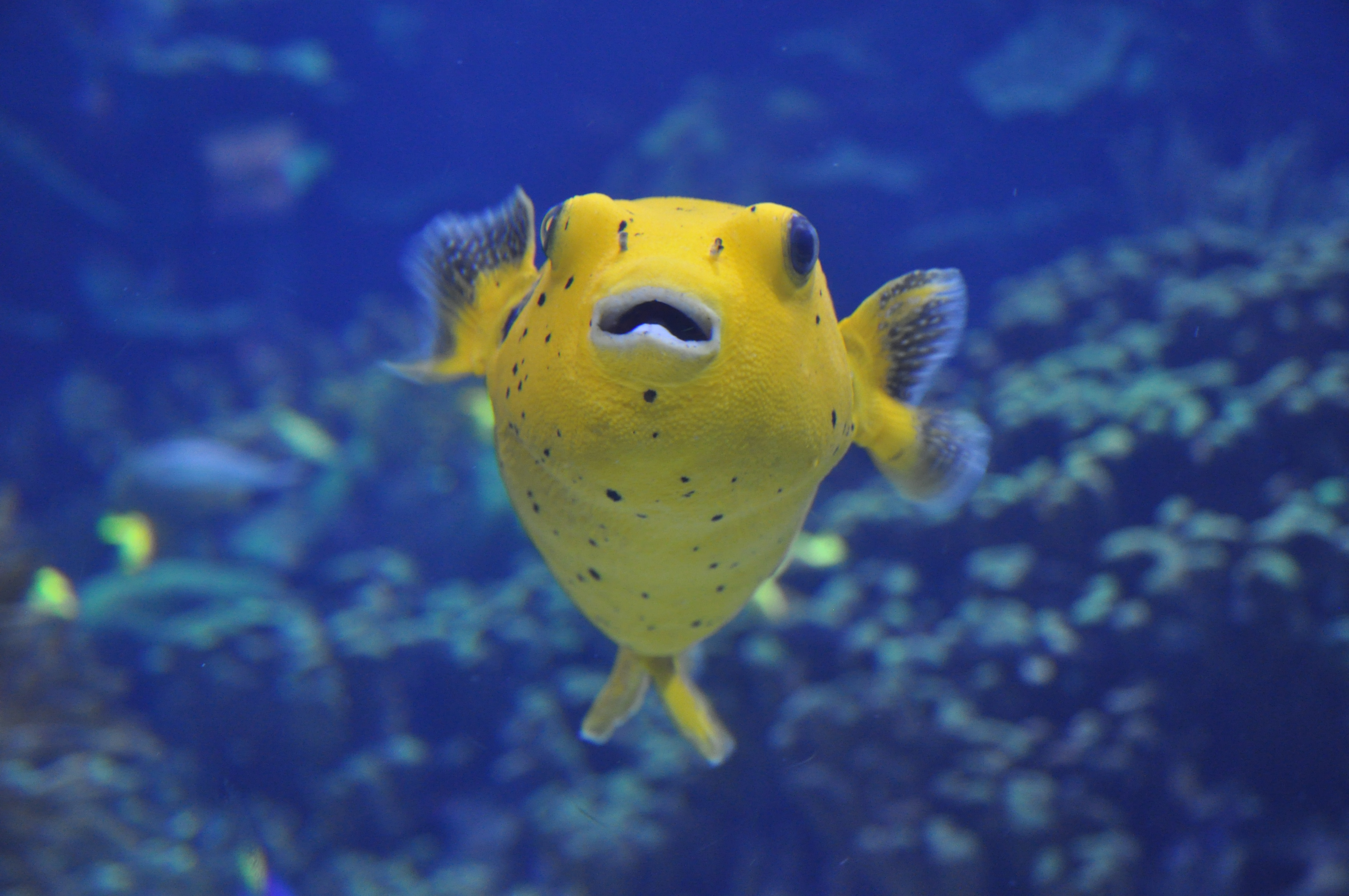 Puffer Fish Wallpapers