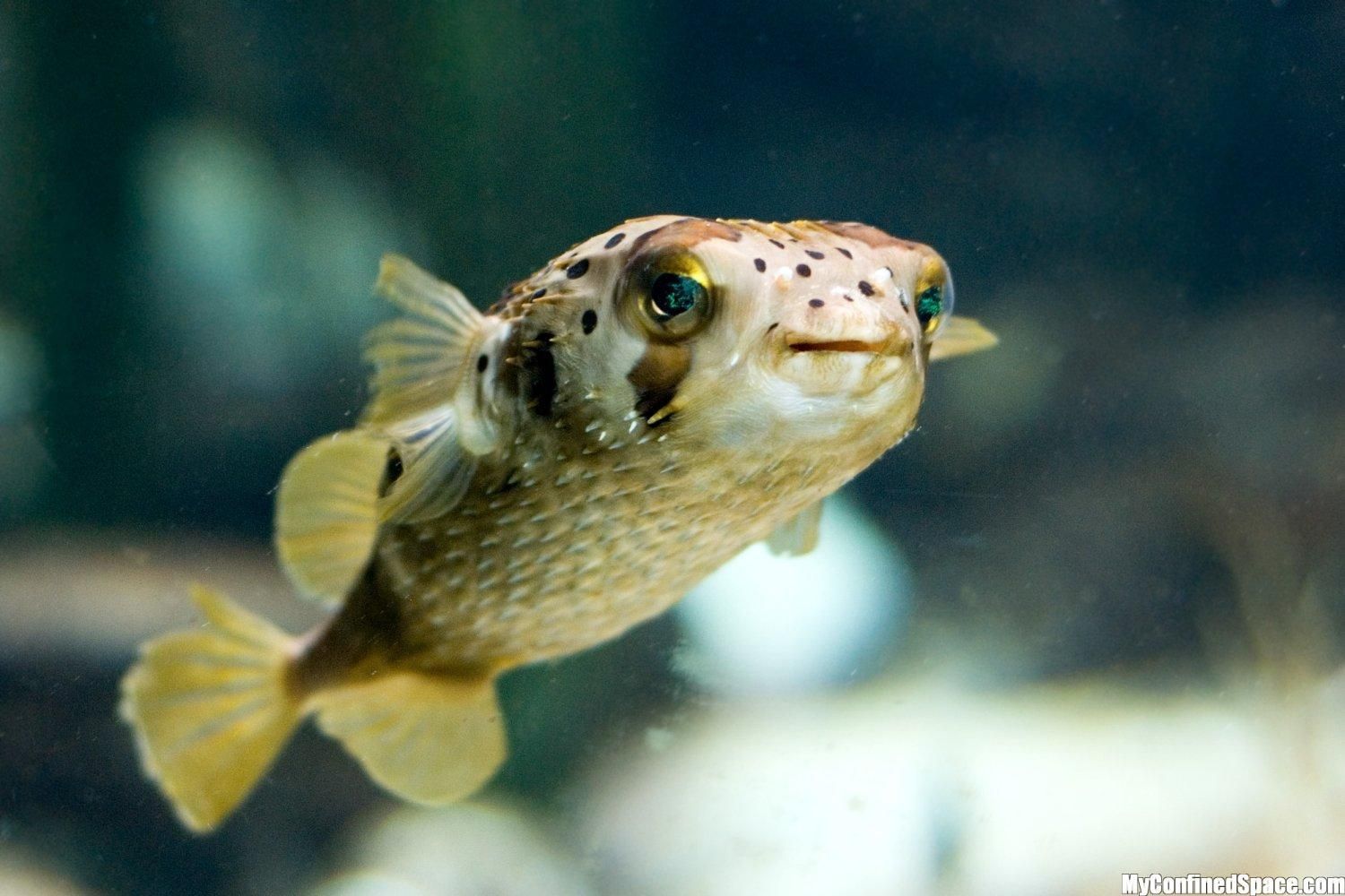 Puffer Fish Wallpapers