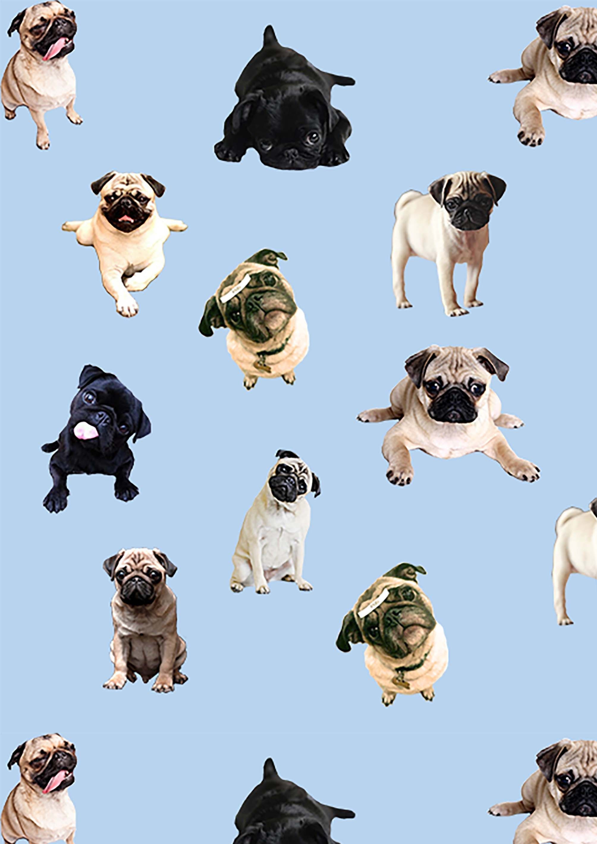 Pug Live Wallpapers