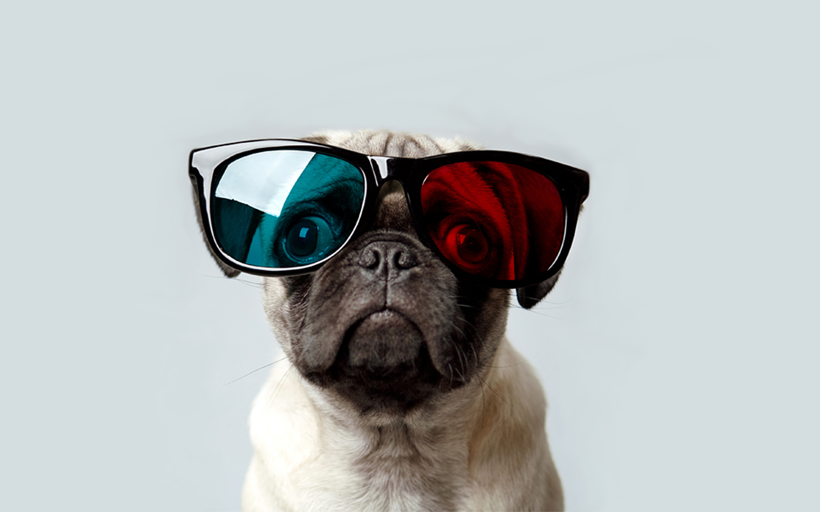 Pug Live Wallpapers