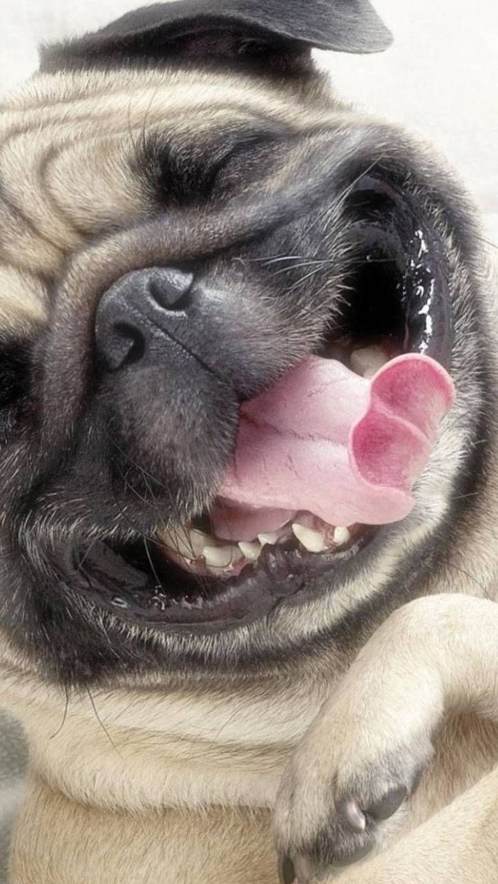 Pug Live Wallpapers