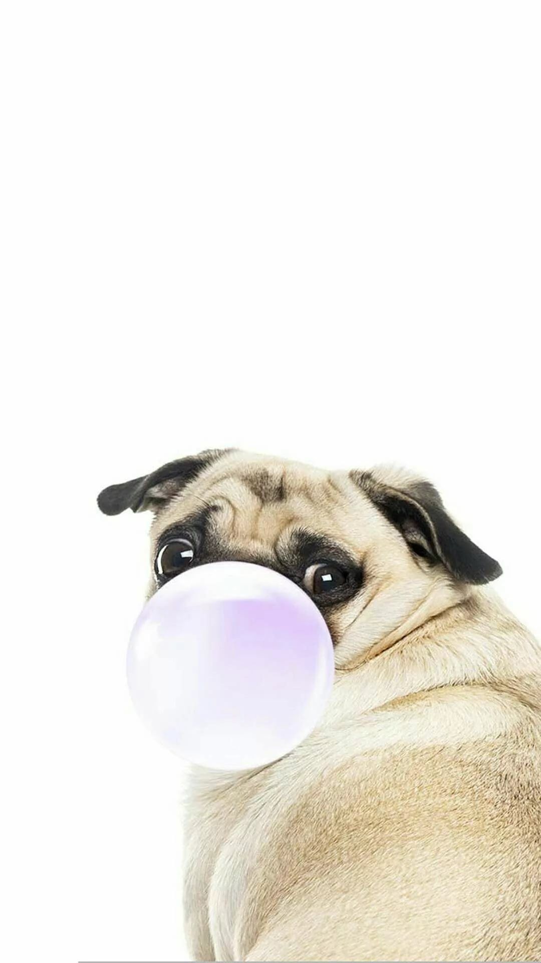 Pug Iphone Wallpapers