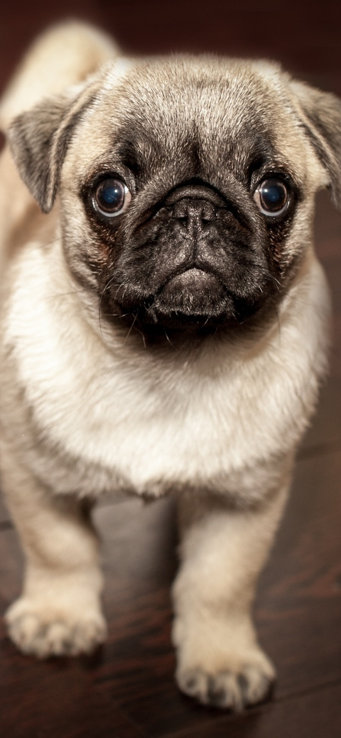 Pug Iphone Wallpapers