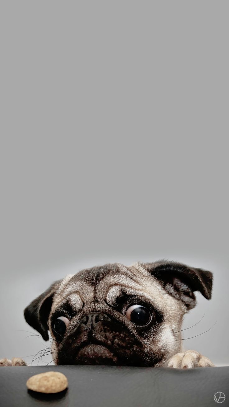 Pug Iphone Wallpapers