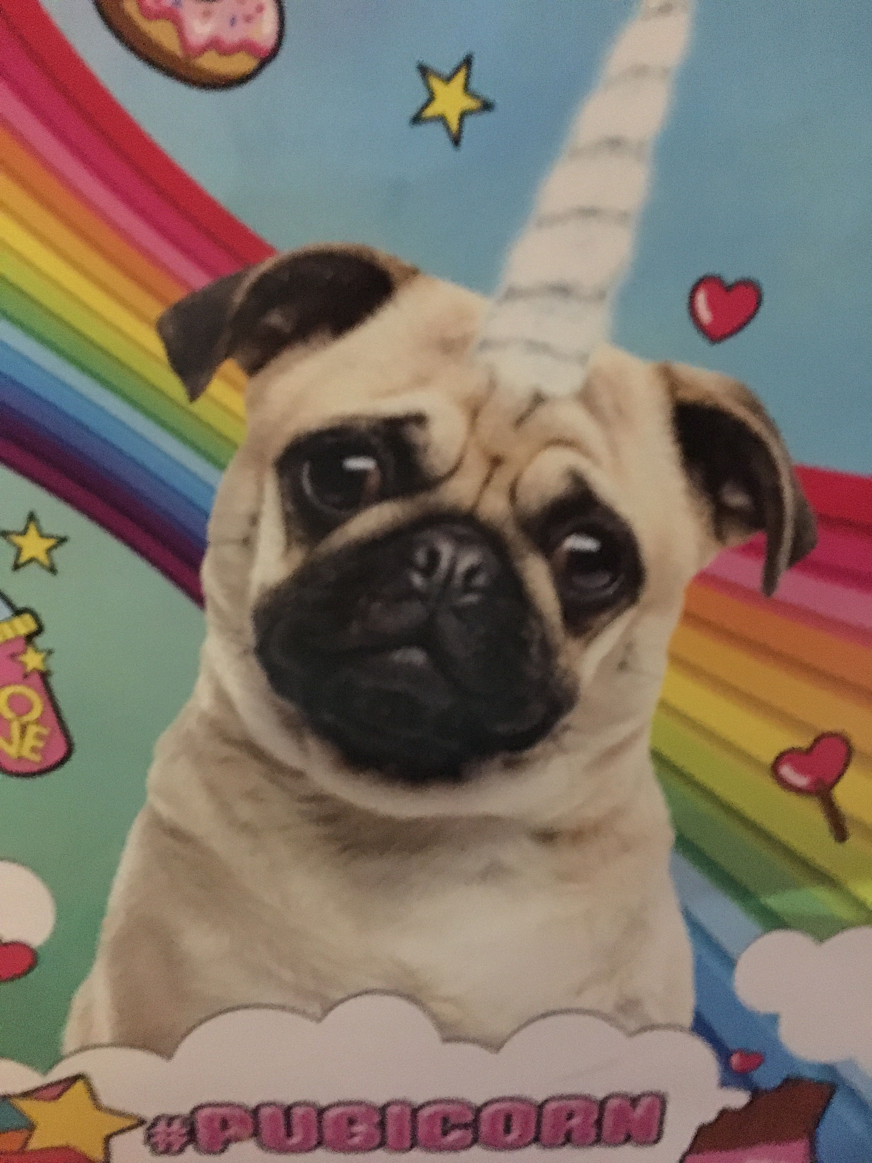 Pugicorn Wallpapers