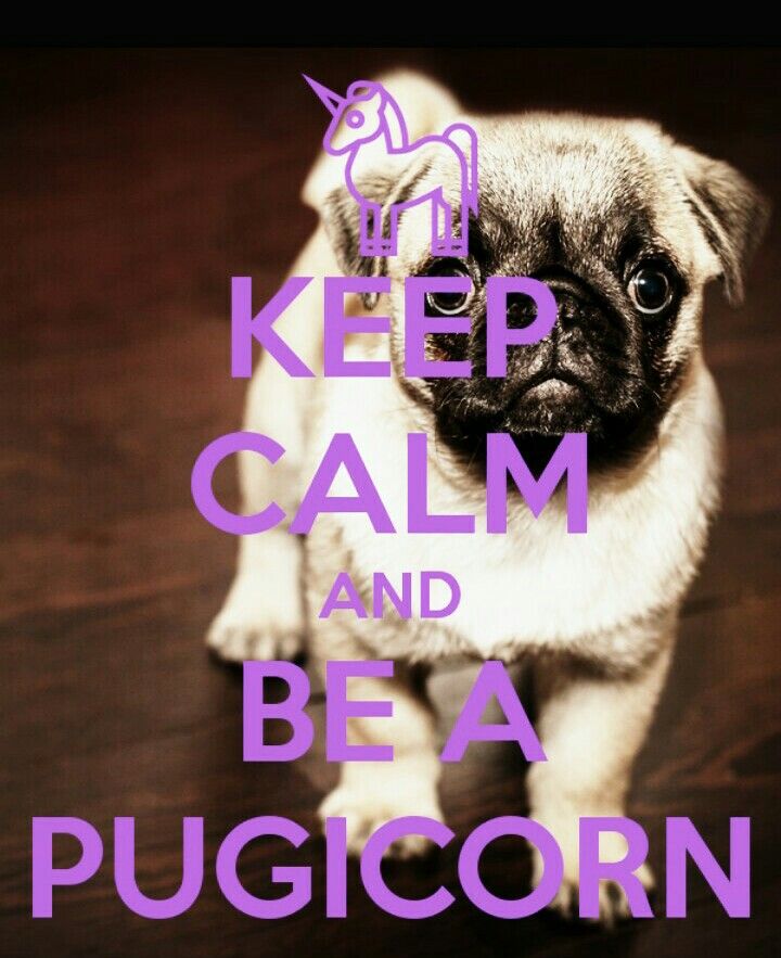 Pugicorn Wallpapers