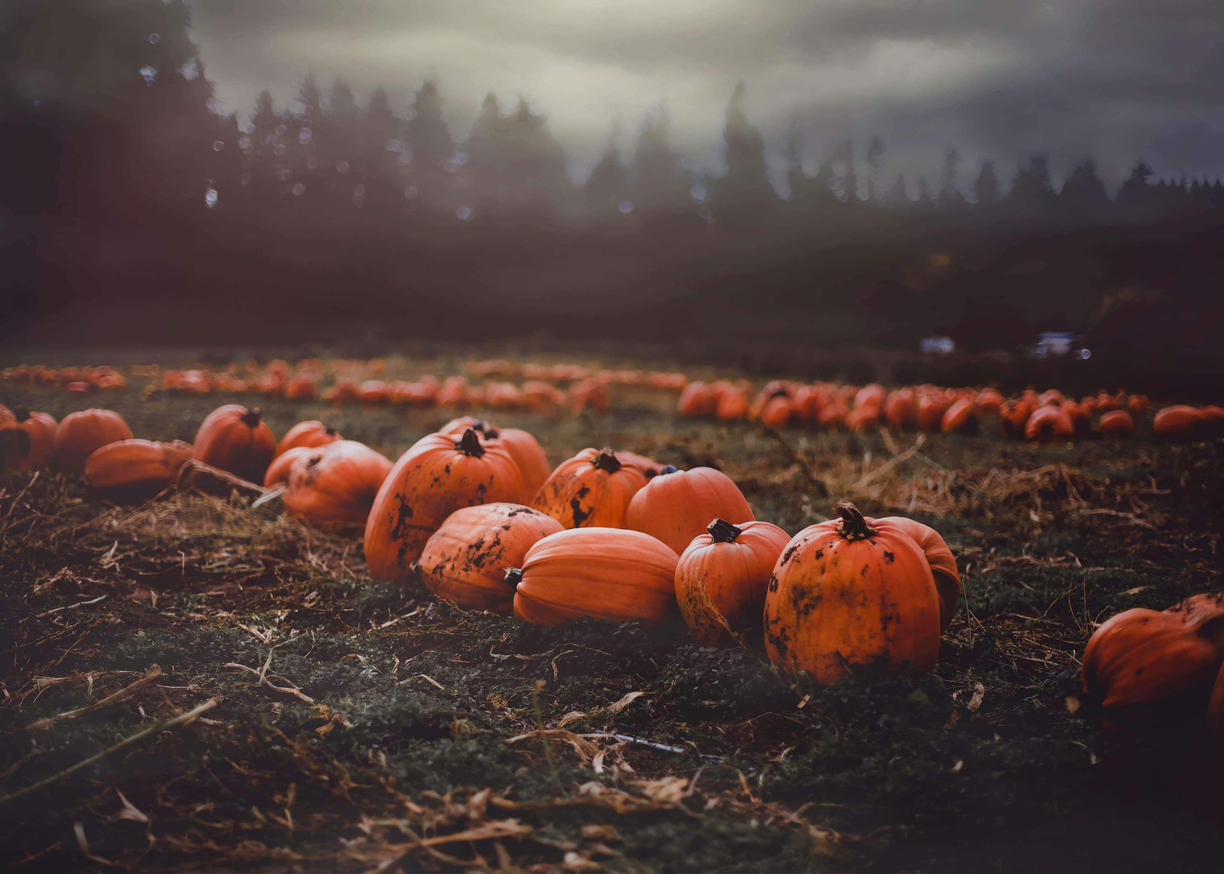 Pumpkin Patch Wallpapers