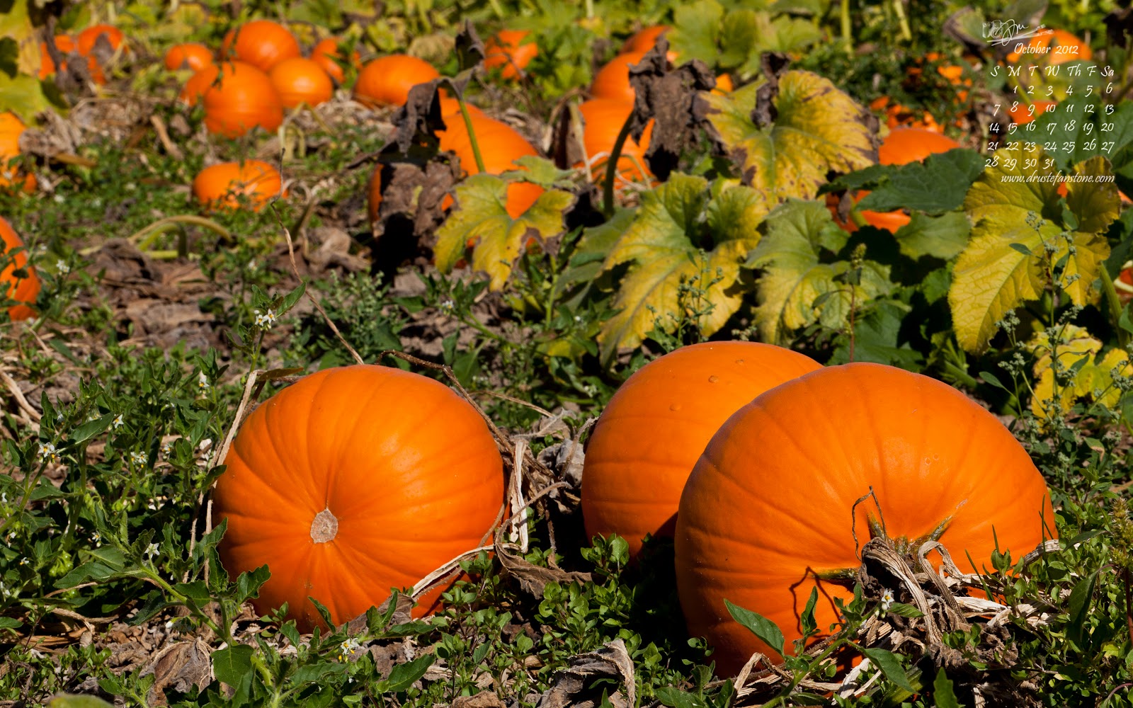 Pumpkin Patch Wallpapers