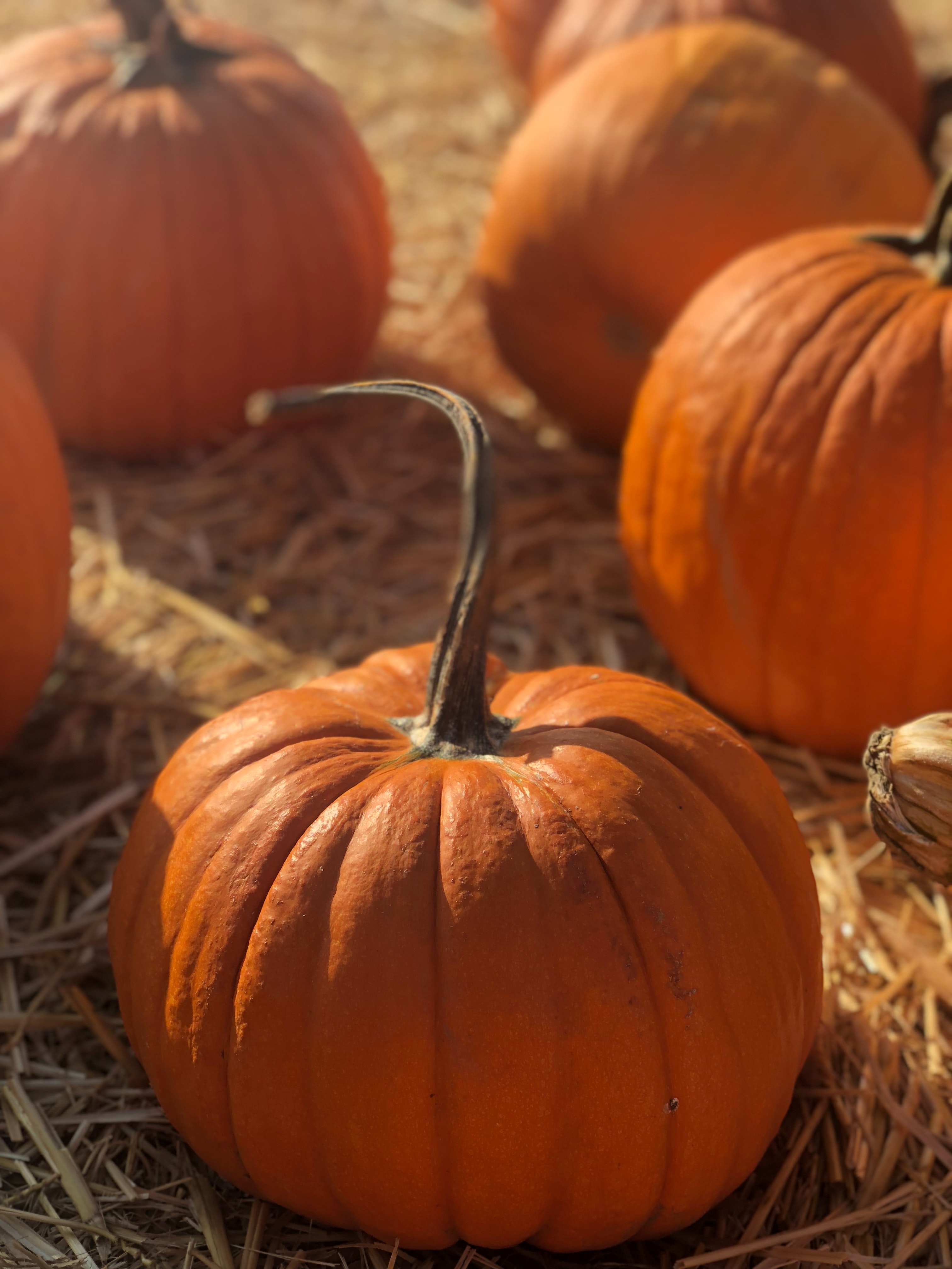 Pumpkin Patch Wallpapers