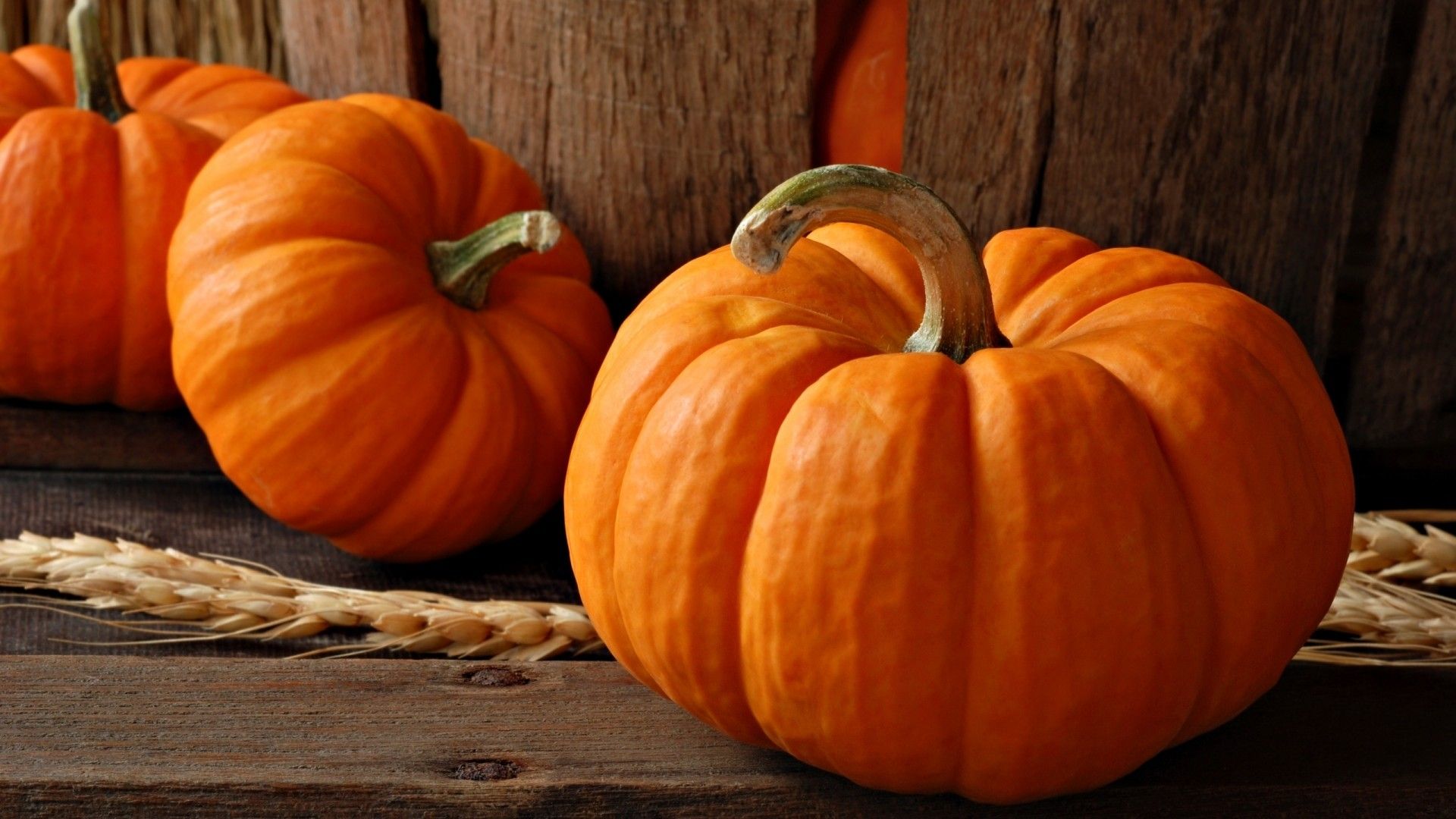 Pumpkin Hd Wallpapers