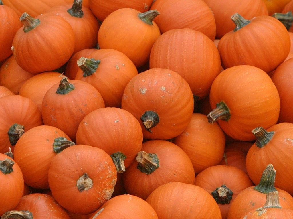 Pumpkin Hd Wallpapers