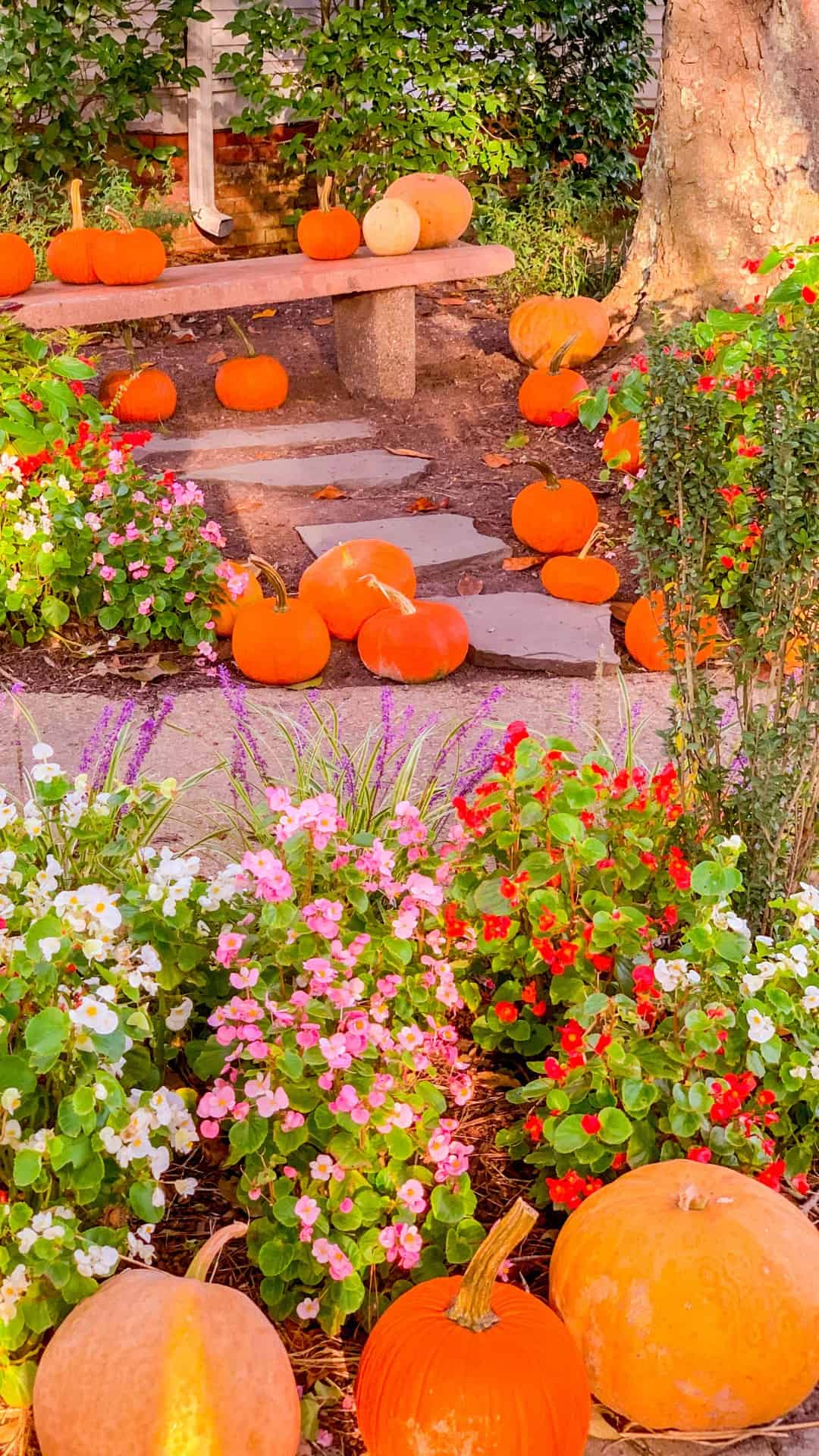 Pumpkins And Flowers Images Wallpapers