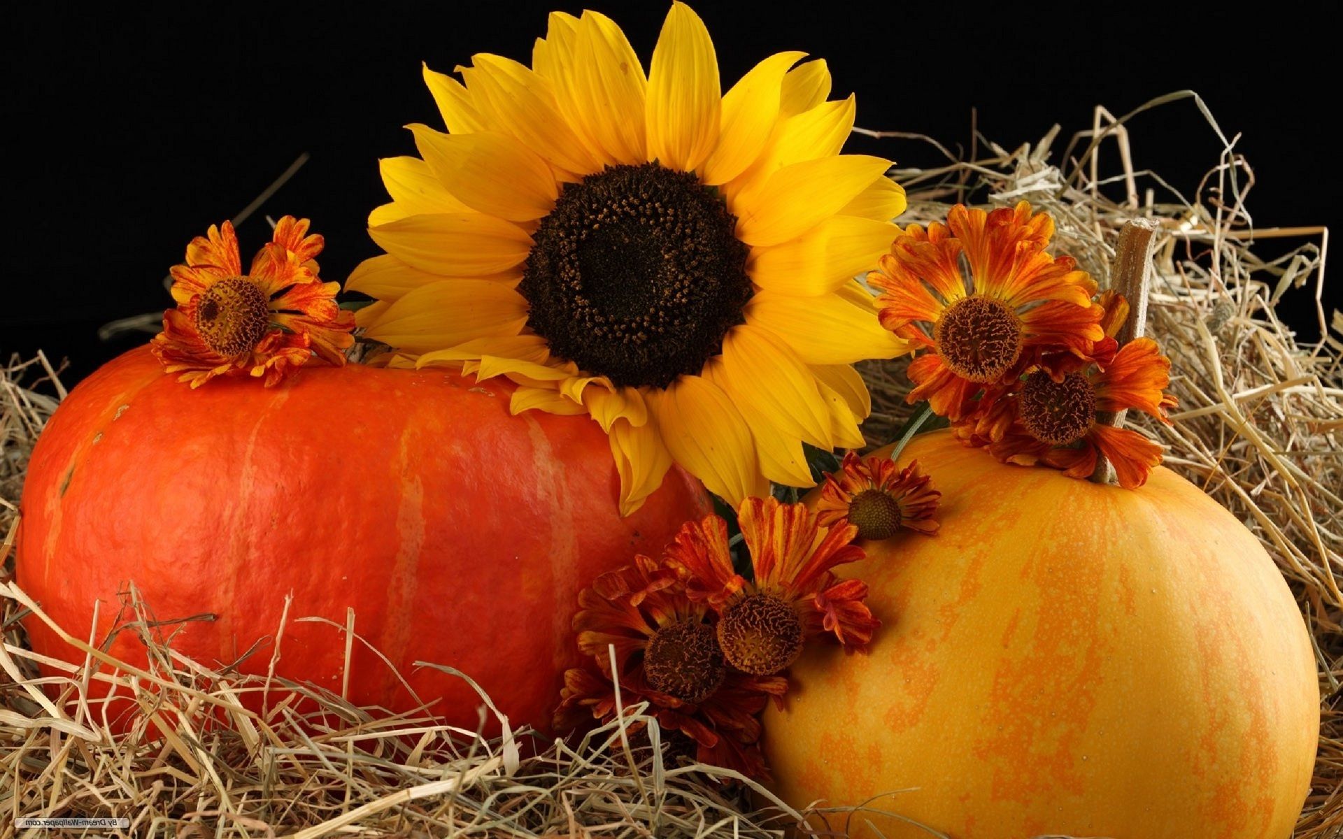 Pumpkins And Flowers Images Wallpapers