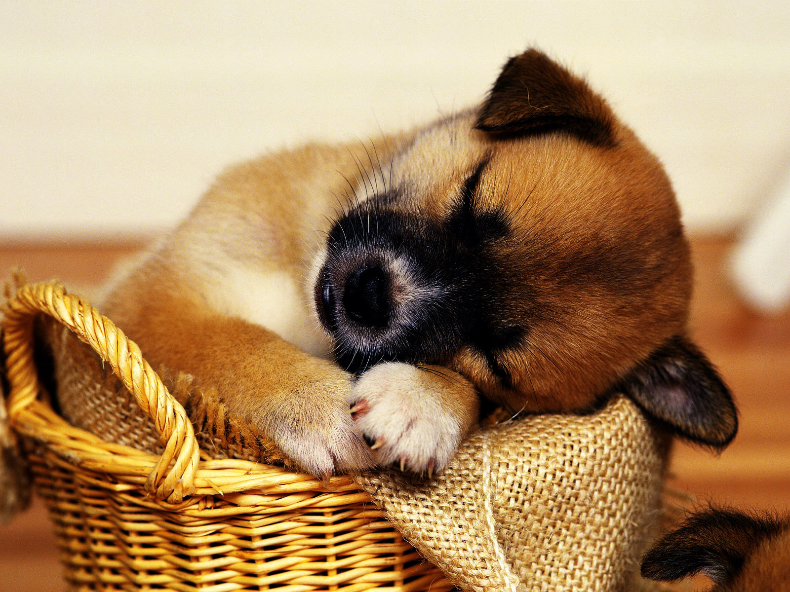 Puppies Hd Wallpapers
