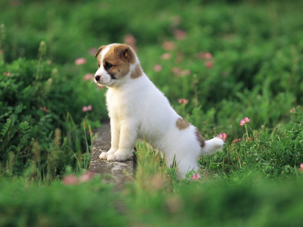 Puppies Hd Wallpapers