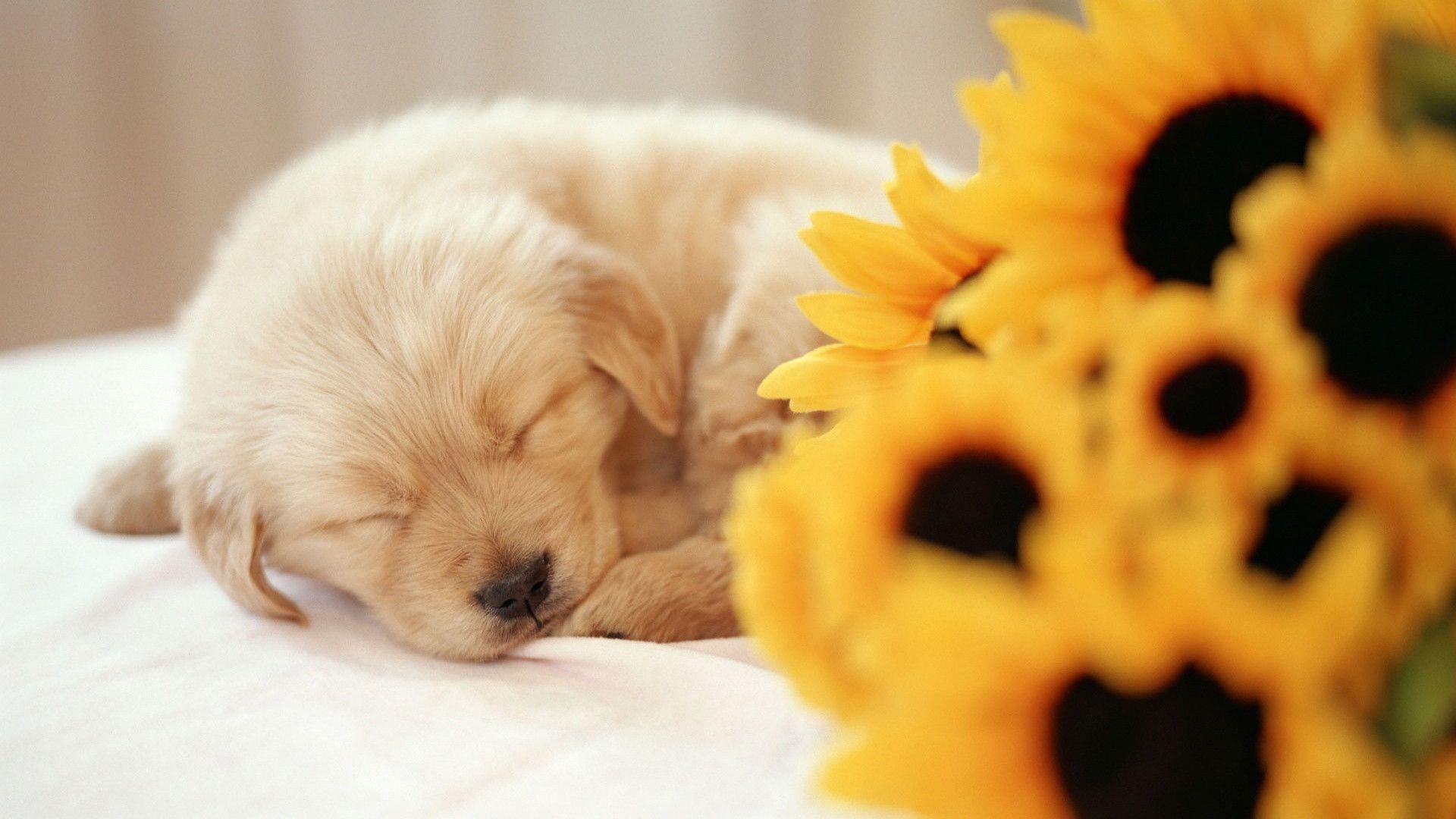 Puppies Hd Wallpapers