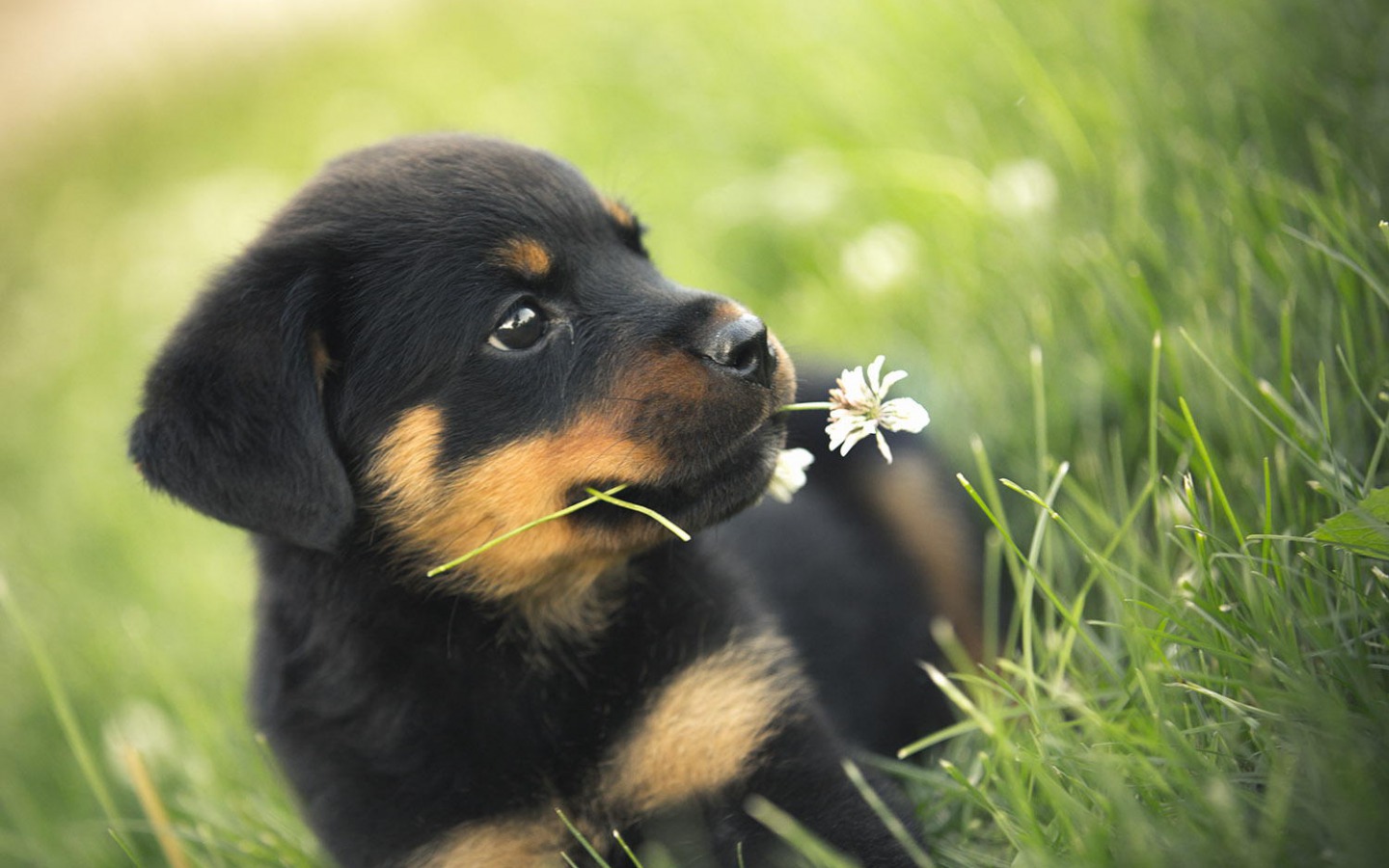 Puppy Dog Wallpapers