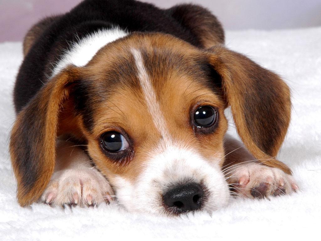 Puppy Dog Wallpapers