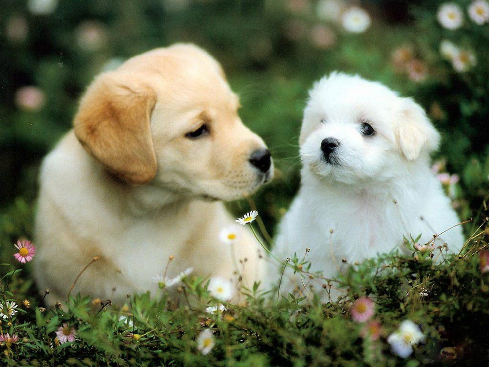 Puppy Dog Wallpapers