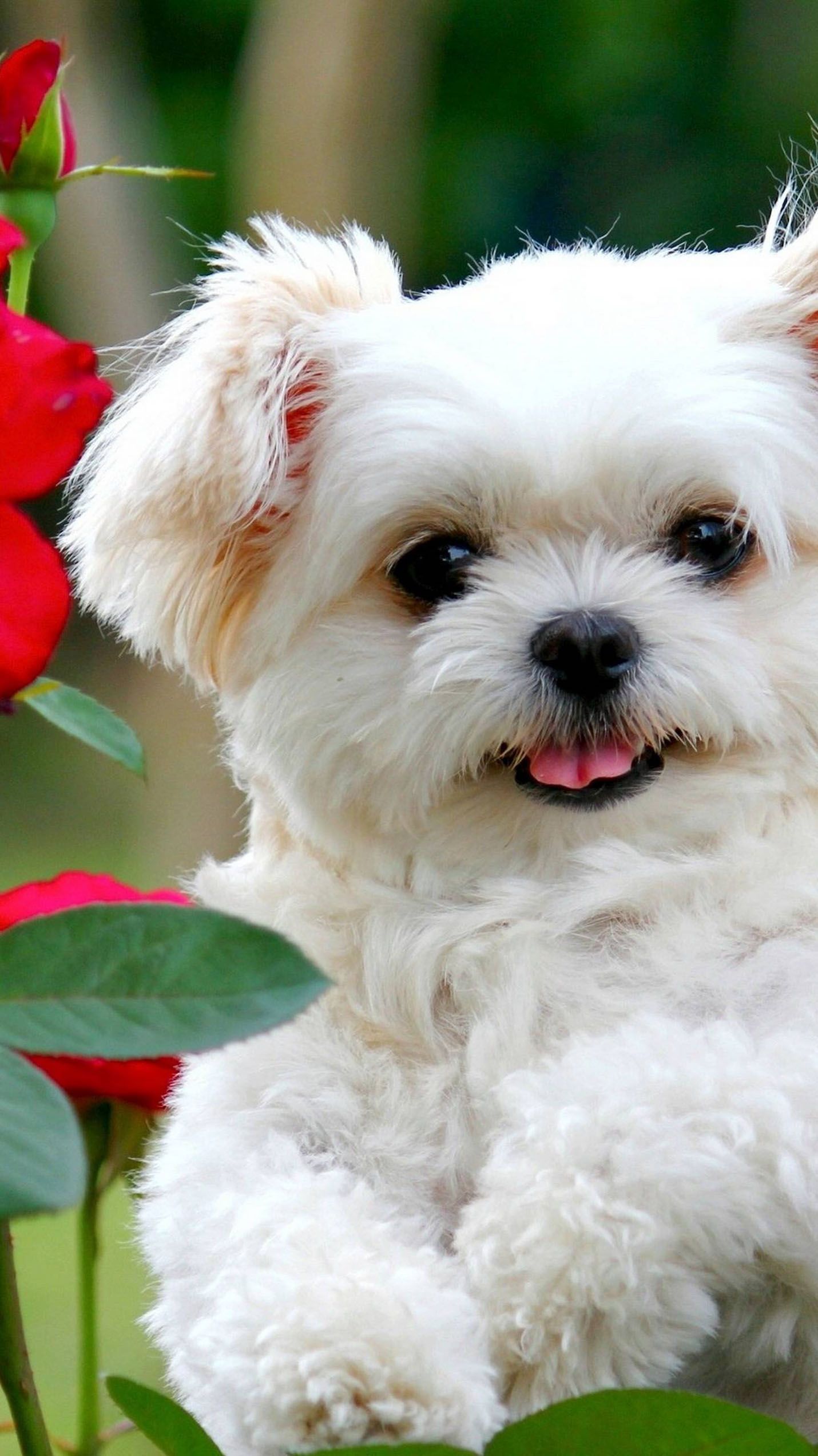 Puppy Dog Wallpapers