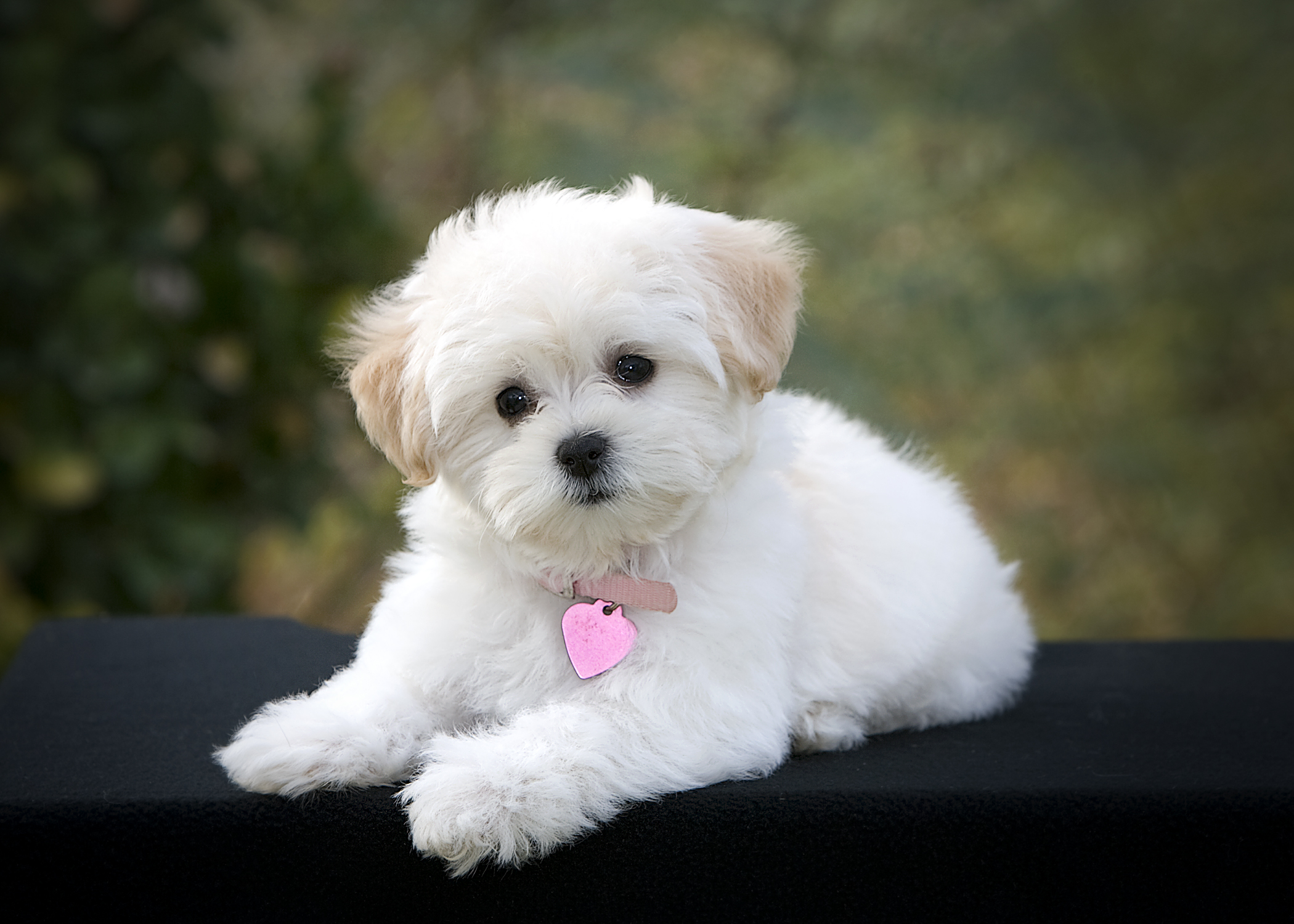 Puppy Dog Wallpapers