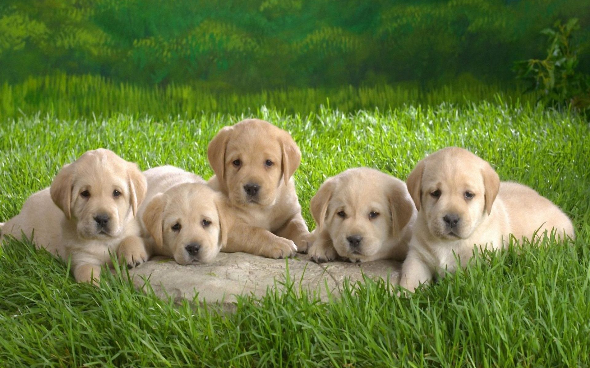 Puppy Dog Wallpapers