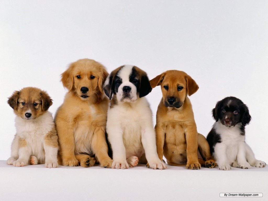 Puppy Dog Wallpapers