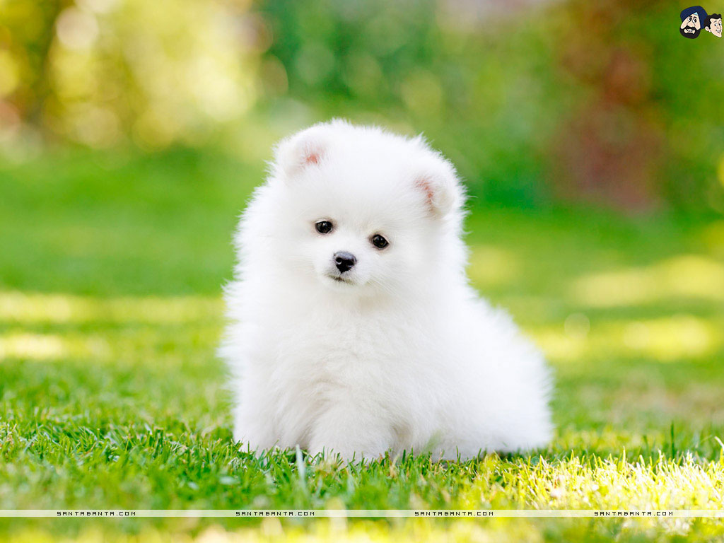 Puppy Dog Wallpapers